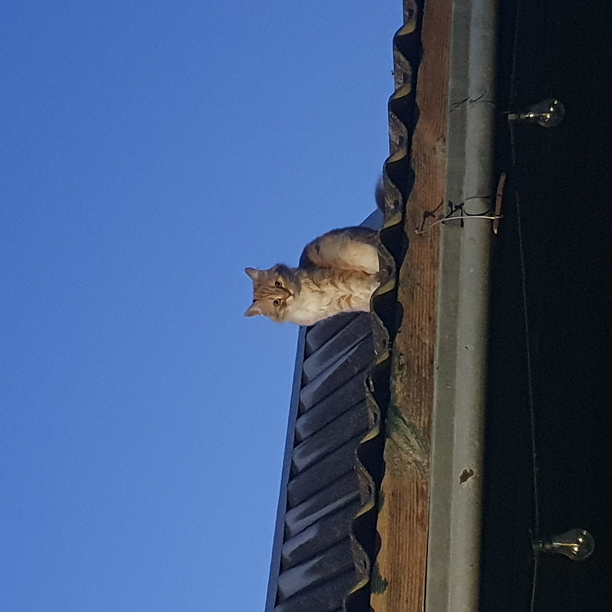 A ginger cat sits on a corrugated roof under a clear blue sky. The roof appears to be made of dark, wavy material and is supported by wooden beams. Below the roof, a metal gutter runs horizontally across the frame. Several bare light bulbs hang from wires beneath the gutter. The overall scene suggests an outdoor setting, possibly in a rural or suburban area. The location is identified as Starominskaya, Russia.