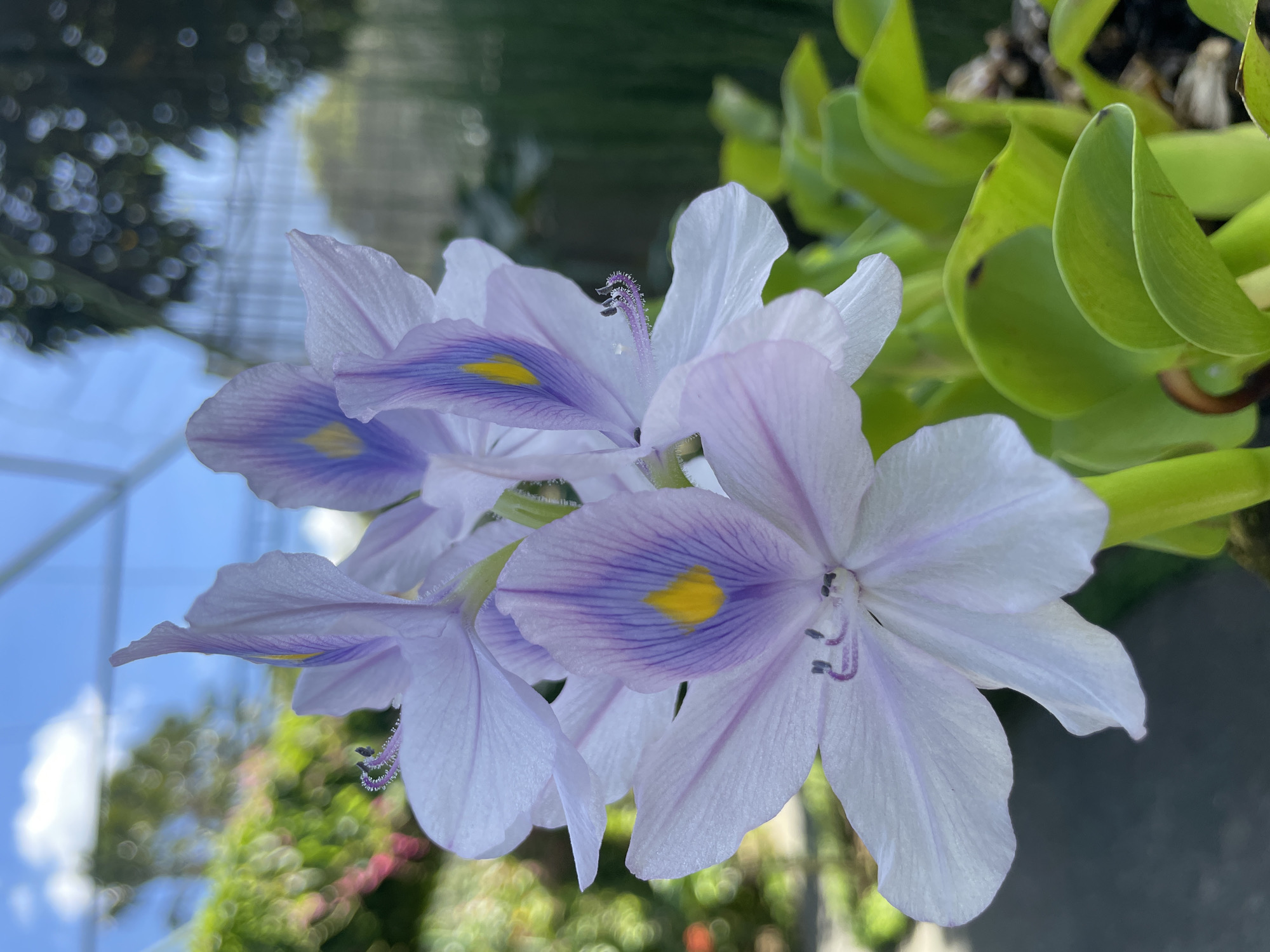 The image depicts a close-up view of several light-purple aquatic flowers, likely Eichhornia azurea, commonly known as Anchored Water Hyacinth, with a bright yellow spot on each petal. The background features out-of-focus greenery and architectural structures, suggesting a controlled environment like a greenhouse or botanical garden. Given the prompt mentions Sukawati, Indonesia, the location might be a botanical garden in that city. The flowers are in focus, exhibiting intricate details of their petals and pistils. The leaves of another plant are visible behind the flowers.