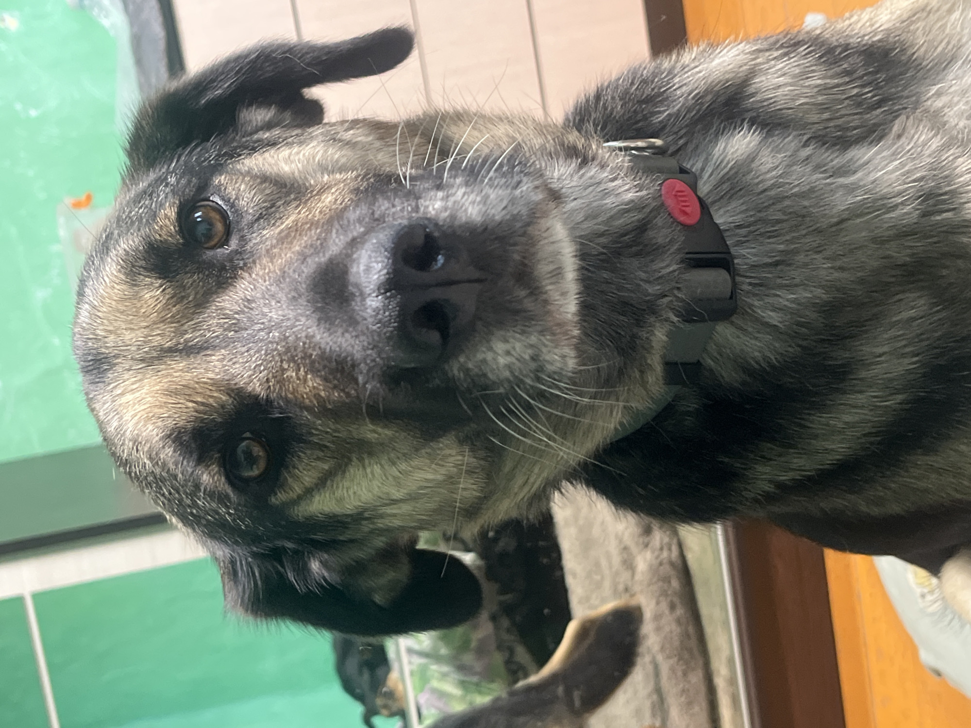 A brindle-coated domestic dog, primarily dark brown, black, and tan with graying around the muzzle, is depicted in a close-up, head-on portrait. Its dark brown eyes are focused directly towards the viewer, and its head is slightly tilted. The dog has prominent white whiskers and a moist, black nose. Around its neck is a black fabric collar secured with a black quick-release buckle featuring a red button or accent.
The background consists of a plain green wall or paneling behind the dog's head, becoming less distinct to the right. In the upper right corner, blurry, indistinct objects are visible, including a translucent plastic item with a bright orange component. To the lower left, a reflection in a mirrored or glass surface reveals a portion of another dark-furred animal, possibly lying down, on a light-colored, textured surface. A dark brown wooden frame or trim runs horizontally in the lower-left background, separating this reflection from the foreground. The floor in the lower right foreground is a light orange or wood-toned surface. No identifiable markers for a specific city or country are present.