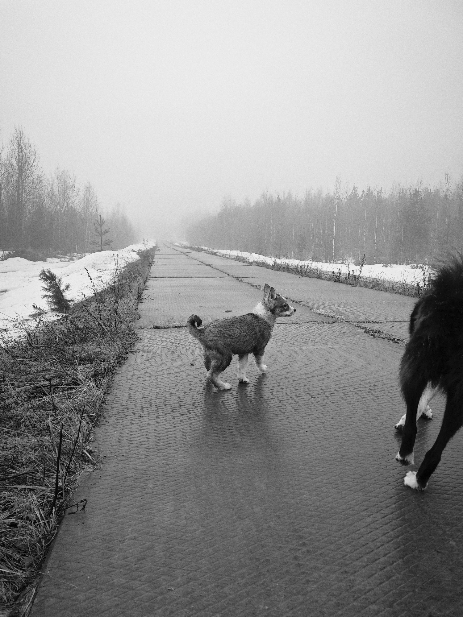 The black and white image depicts a desolate scene on an empty road. The location is Unknown, Russia, as indicated by the prompt. The road is cracked and appears to be made of concrete or asphalt slabs with a textured surface. On either side of the road, there are areas of overgrown vegetation and remnants of snow. Bare trees line the horizon, obscured by a heavy fog or mist that permeates the atmosphere. Two dogs are present in the scene. One is a smaller, mixed-breed dog with light-colored fur and a curled tail, standing near the center of the road. The other dog, much larger and predominantly black, is partially visible in the foreground, its legs and lower torso entering the frame from the right. The image suggests a sense of abandonment and isolation.