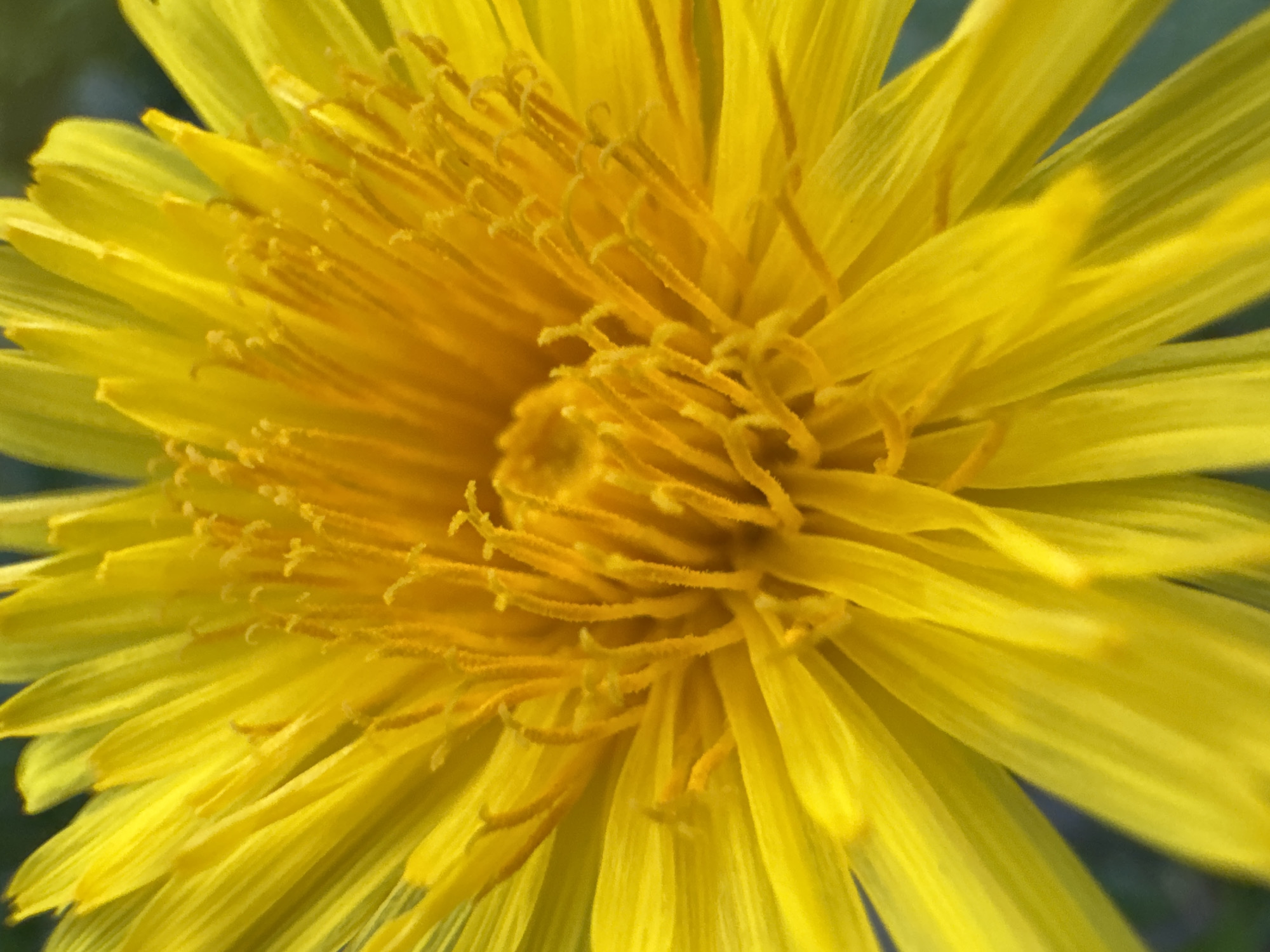 A close-up photograph captures a vibrant yellow flower, likely a dandelion, in full bloom. The image emphasizes the flower's intricate details, with numerous slender petals radiating outward from the central disc. The stamens in the center are tightly packed and exhibit a slightly darker shade of yellow, creating a textural contrast. The petals display subtle variations in tone and surface texture, suggesting soft lighting and natural imperfections. The background is blurred, providing a shallow depth of field that draws focus to the flower. The location, Desborough, United Kingdom, is not directly discernible from the visual content of the image. There are no people, actions or interactions visible.
