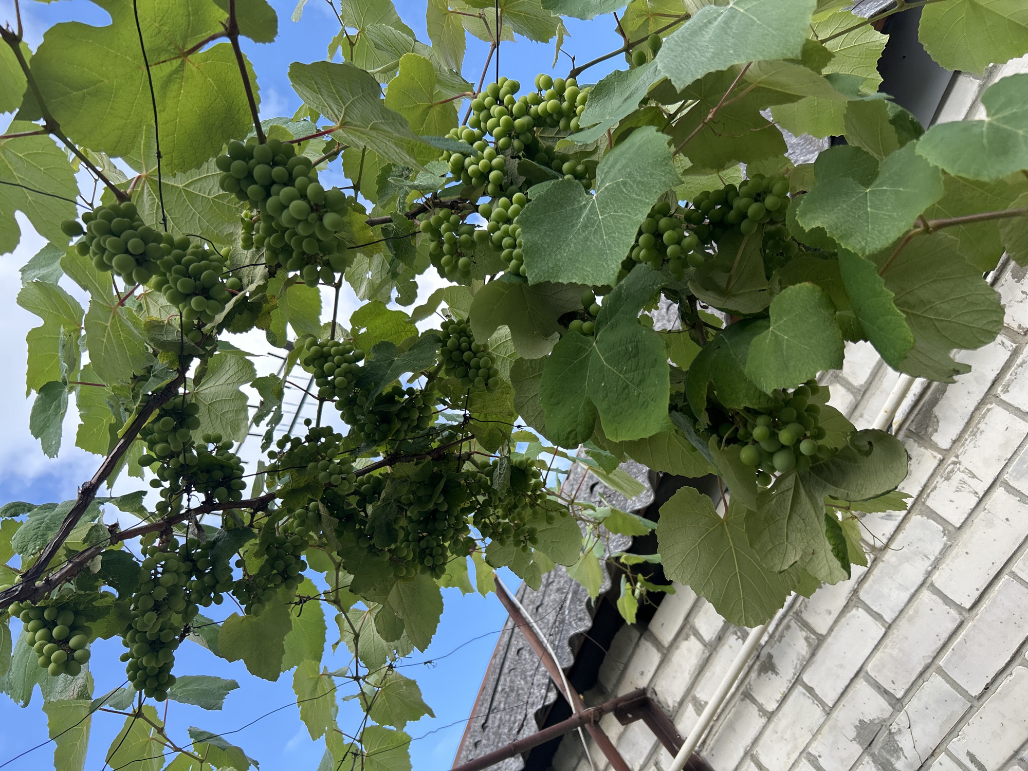 The image captures an outdoor scene, likely in Gelendzhik, Russia, focusing on a grape vine laden with clusters of unripe, green grapes. The vine, with its broad green leaves and woody stems, cascades downwards. Visible in the background is a portion of a building featuring a grey, weathered roof and white brickwork. The sky above is a clear blue with scattered white clouds. There are no people or animals present in the image, and no discernible actions or interactions are taking place. The scene appears to be a still, naturalistic view of a garden or yard.