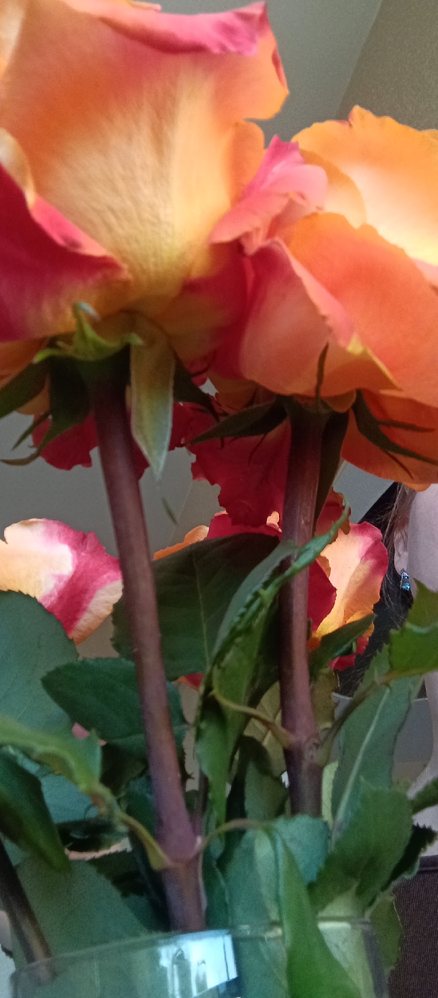 The image presents a close-up, upward-angled view of a bouquet of roses, emphasizing their vibrant colors and natural details. The primary subjects are several roses, each displaying petals that graduate from a soft yellow and orange at their base to brighter shades of pink and red along their edges. The texture of the petals is visible, appearing soft and slightly ruffled.
Beneath the rose blooms, sturdy, dark reddish-brown stems are prominent, along with several dark green leaves that add contrast. These stems are seen extending downwards into a clear, transparent container, likely a vase, which is partially visible at the bottom of the frame and shows a bright, reflective area, possibly from a light source or window.
The background is largely out of focus, featuring blurred lighter and darker tones that indicate an indoor setting. A subtle hint of a person is visible on the far right edge of the frame, partially obscured by the flowers and leaves. This includes a section of dark hair and what appears to be an ear or the side of a face, adorned with a small, shimmering earring.
There is no discernible activity or event taking place; the image is a still life focused on the aesthetic of the flowers. The natural illumination suggests it is daytime. No text is visible in the media file.