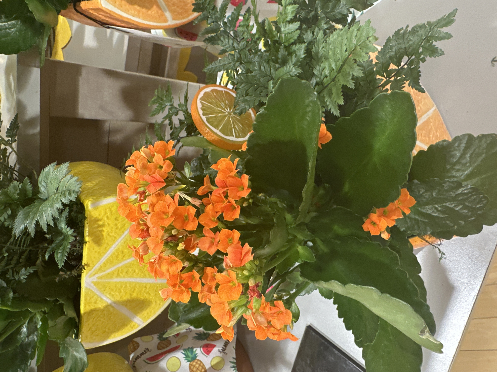 A close-up, eye-level shot shows a vibrant arrangement of orange flowers and green foliage. The flowers, clustered together, are a bright, cheerful orange and are the primary focus of the image. They are surrounded by lush, dark green leaves, some of which have a slightly serrated edge. Interspersed among the leaves and flowers are delicate, feathery green fronds, adding texture and depth to the composition.
The plants are housed in decorative pots. One pot, visible on the left, is bright yellow and painted with a stylized white lemon slice design. Another pot, partially visible on the right, appears to have an orange slice design. A slice of faux orange, with its distinct segmented interior and white rind, is positioned among the plants, adding a playful, whimsical touch.
The background is soft and out of focus, suggesting a shelf or display area. Hints of wooden textures and other colorful elements are present, but they do not detract from the main subject. The lighting appears to be soft and natural, highlighting the rich colors of the plants. The overall impression is one of a cheerful and lively display, possibly in a home or retail setting. The image was taken in Camp Hill, United States of America.