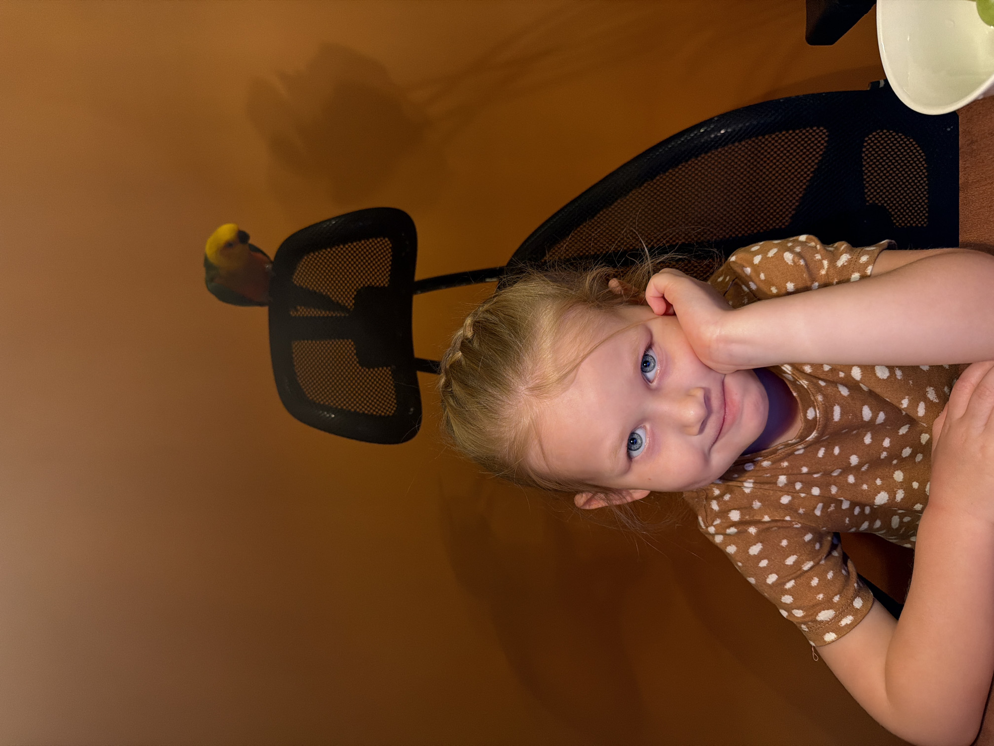 A young girl with blonde hair styled in braids and bright blue eyes looks up at the viewer with a slight smile. She is wearing a brown short-sleeved top with white polka dots. Her left hand rests gently against her cheek. She appears to be seated at a table or desk, with a black mesh chair visible behind her. Perched on the top of the chair's backrest is a small, colorful bird, possibly a lovebird, with a vibrant yellow head, green wings, and an orange chest. The background is a plain, warm brown wall. In the upper right corner, part of a white bowl or cup with some green contents is visible, resting on the table surface. The scene takes place indoors, likely under artificial lighting given the warm glow. The girl's expression is calm and inquisitive. There is no visible text.