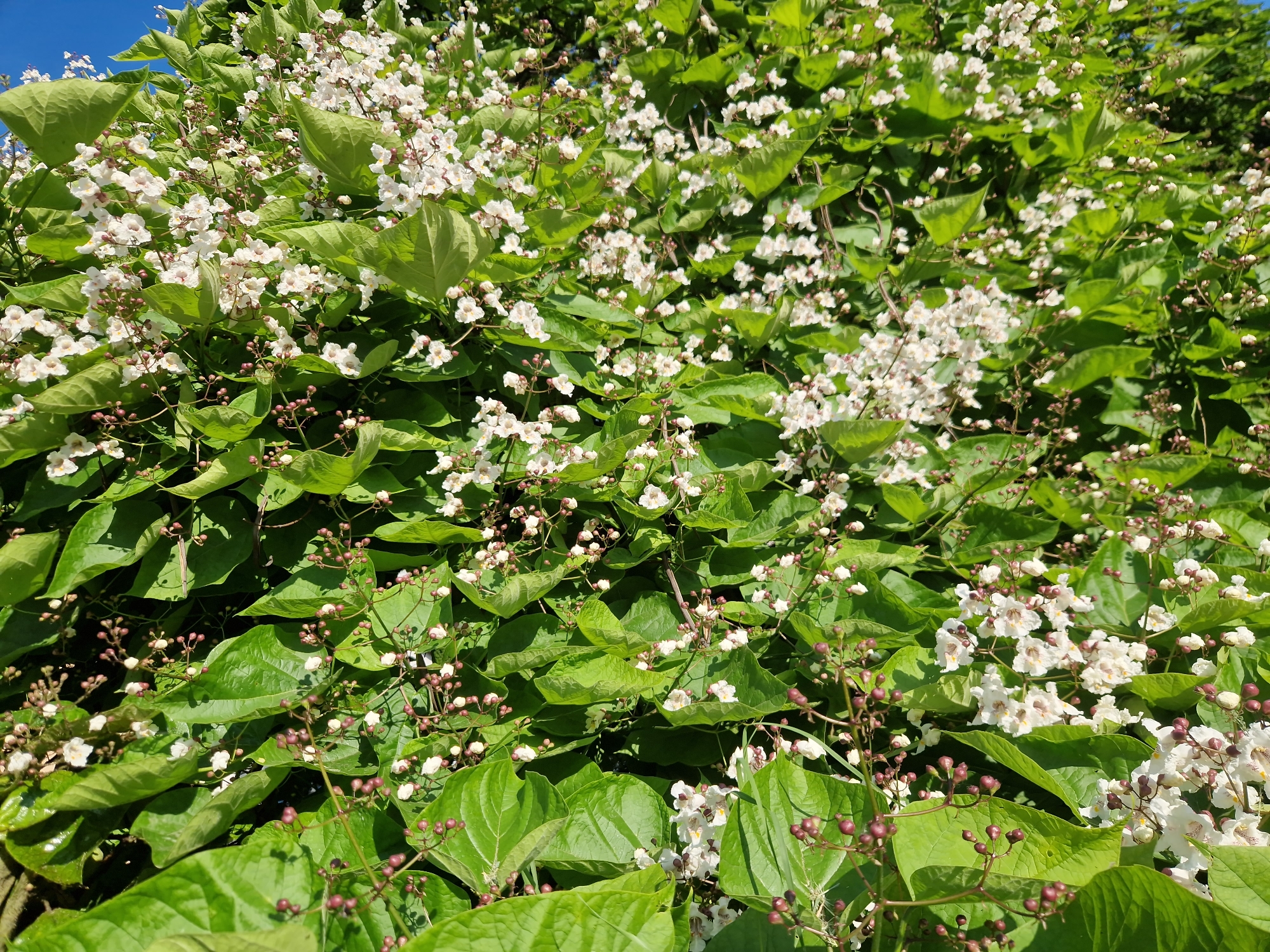 This is a close-up, eye-level, outdoor photograph taken during the daytime. The image is dominated by a dense canopy of green leaves and clusters of small, white, trumpet-shaped flowers. The flowers have delicate petals and appear to be in bloom. Interspersed with the flowers are small, dark pink to reddish-brown buds on thin stems. The foliage is lush and vibrant, with large, heart-shaped leaves that are glossy and appear to be well-hydrated. Sunlight filters through the leaves, creating areas of light and shadow. In the upper left corner, a sliver of a bright blue sky is visible. The overall impression is one of abundant natural growth. The location is identified as a park in the city of Sofia, Bulgaria, likely during the spring or early summer when this type of tree is in bloom. There are no people or animals visible in the frame.
