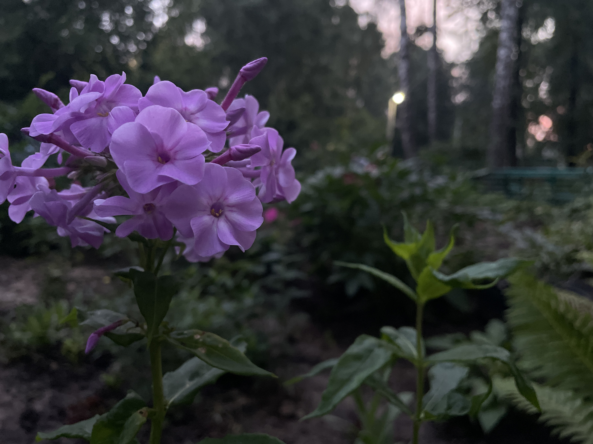 A close-up, low-angle outdoor shot features a cluster of delicate, lavender-colored phlox flowers in the foreground, which are in sharp focus. To the right of the flowers, a small, vibrant green plant with pointed leaves emerges from the soil. In the background, a dimly lit forest scene unfolds with trees, creating a blurred, soft bokeh effect. A distant light source, possibly a streetlamp, illuminates the scene. The ground appears to be dark soil, suggesting a garden or natural outdoor setting in the city of Kstovo, Russia. The overall mood is serene and slightly melancholic, possibly captured at dusk or dawn.