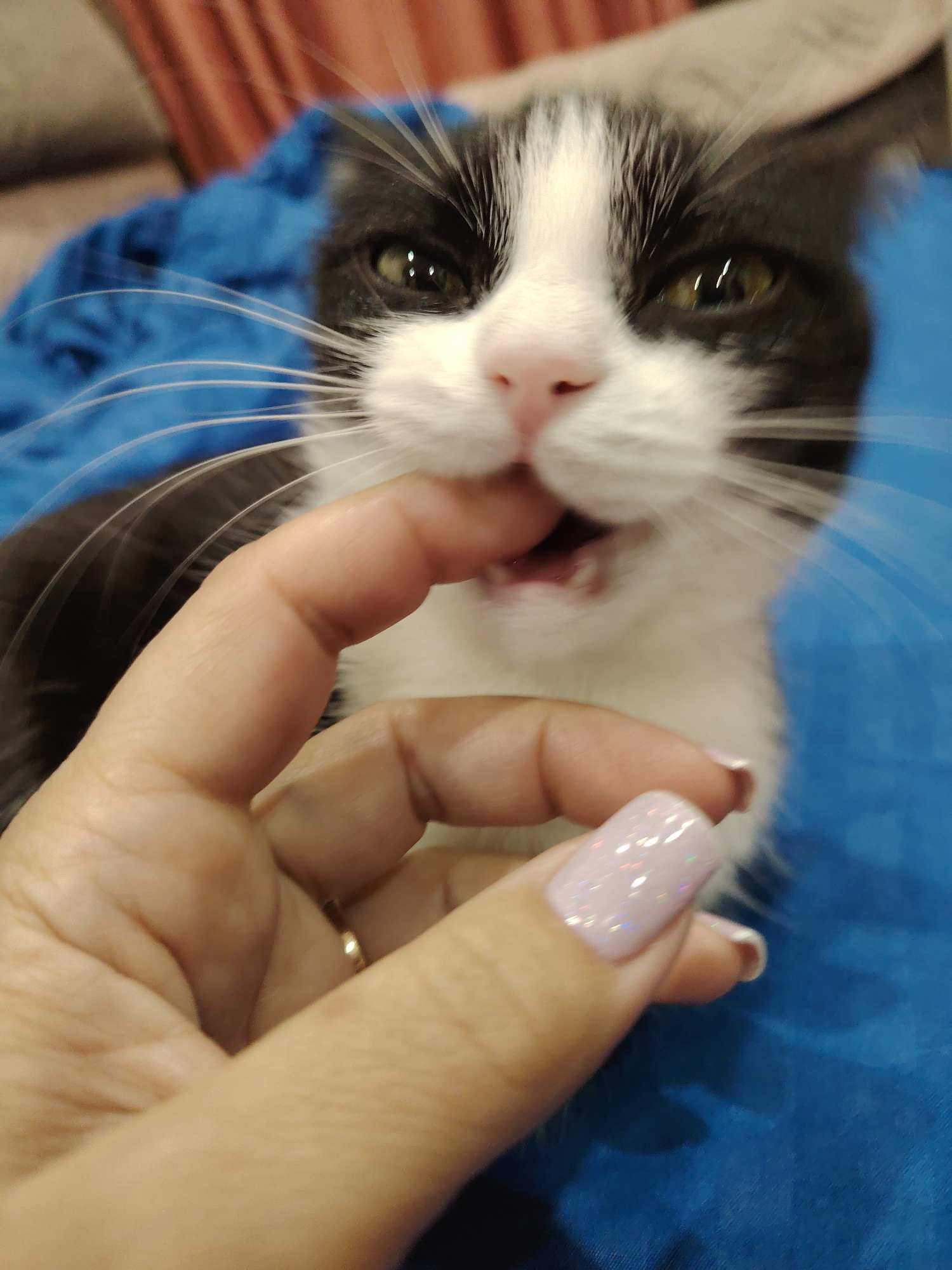A close-up shot depicts a person's hand with light-colored nails being playfully bitten by a black and white cat. The cat's mouth is open, revealing its teeth, and its whiskers are prominently displayed. The background is a blurred blue fabric. The location is unknown.
