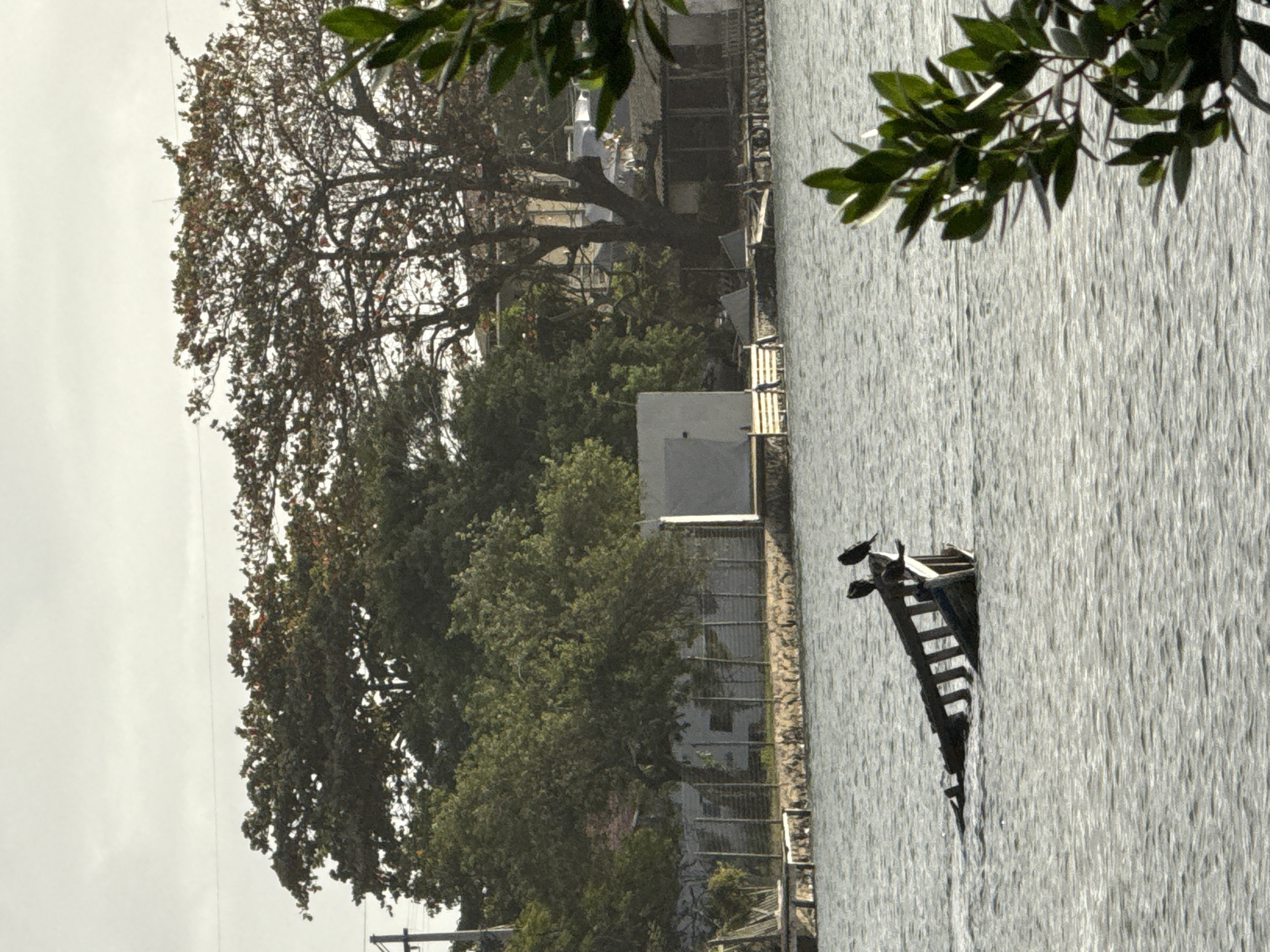 The image depicts a body of water with a partially submerged wooden structure, possibly a derelict boat, in the foreground. Two black birds are perched on the visible section of this structure. The water is rippled, suggesting a gentle breeze. In the background, a tree-lined shore is visible, with lush green foliage and some trees exhibiting reddish-brown leaves, indicative of autumn or a similar seasonal change. There are several structures on the shore, including a white building and what appears to be a roofed enclosure with a fence. Further back, more trees and buildings are discernible. The sky is overcast with a muted grey hue. The overall scene suggests a coastal or lakeside environment. This location appears to be in Cabo Frio, Brazil, judging by the vegetation and architectural style, though no specific landmarks are identifiable to confirm the exact spot within the city.