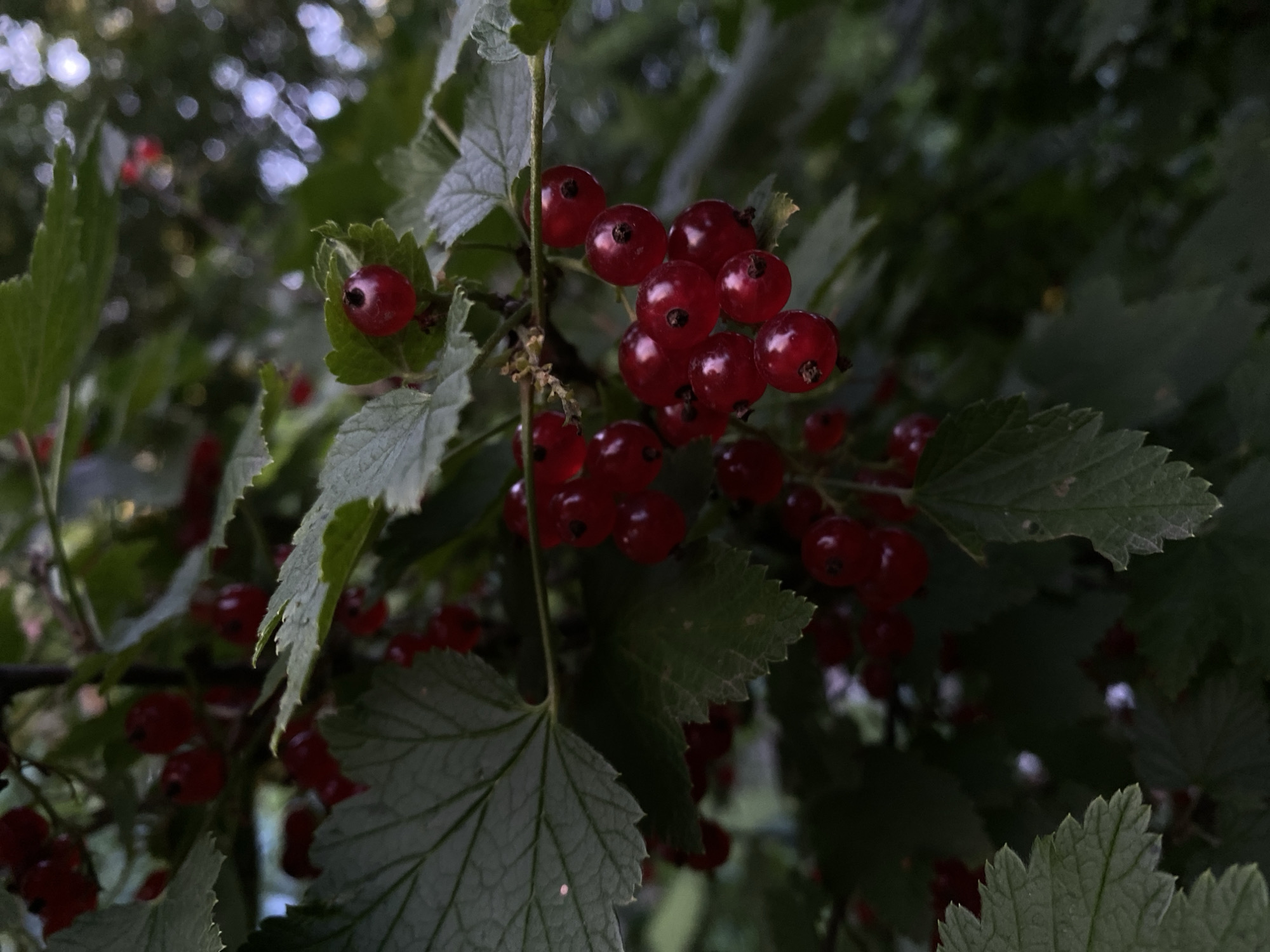 The image displays a close-up, slightly blurred view of ripe red currants on a branch, surrounded by green leaves. The lighting is dim, suggesting it may be overcast or late in the day. The background is a soft blur of more green foliage and some light bokeh effects. No specific location in the city of Balashikha, Russia, can be determined from this image. There are no people, actions, or interactions depicted.