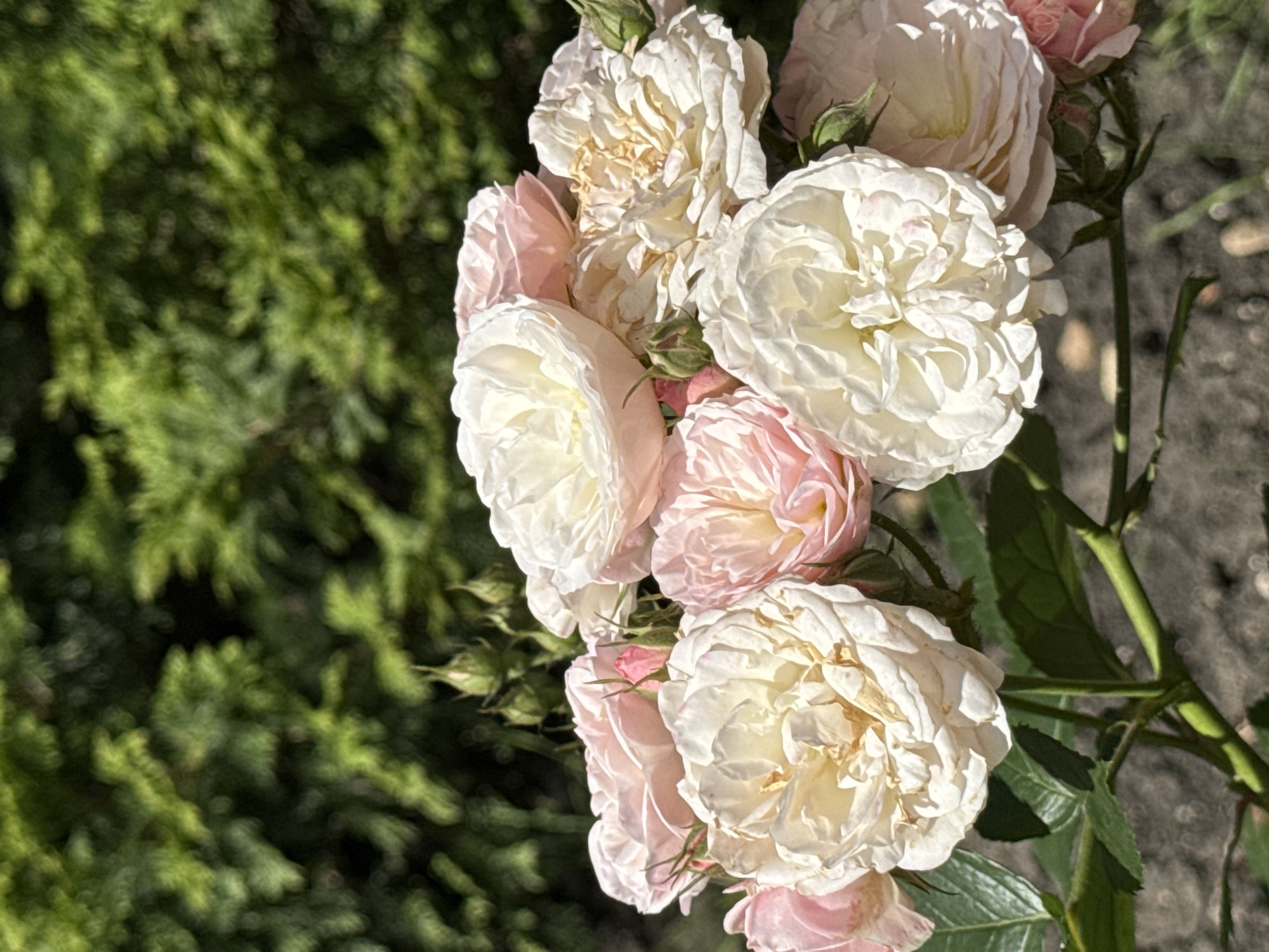 The image displays a vibrant cluster of roses in an outdoor setting, primarily featuring light cream, off-white, and soft pink blooms. Several fully opened roses are visible, along with a few smaller, tightly closed rosebuds nestled among the larger flowers. The petals of the roses exhibit delicate textures, with some of the lighter-colored blooms showing subtle hints of yellow or light brown in their centers or on the edges of older petals.
The roses, their green stems, and surrounding leaves are in sharp focus, creating a shallow depth of field. The background is softly blurred, featuring a dense mass of deep green foliage on the left, likely an evergreen shrub or tree, and a darker, textured, out-of-focus area on the right, possibly representing ground or distant vegetation.
The lighting is bright and natural, suggesting a sunny daytime, with distinct highlights and shadows evident on the petals and foliage. This indicates clear weather conditions. The overall scene conveys a sense of natural beauty found in a garden or outdoor environment. No specific location cues are present beyond an outdoor setting. There is no visible text in the image.