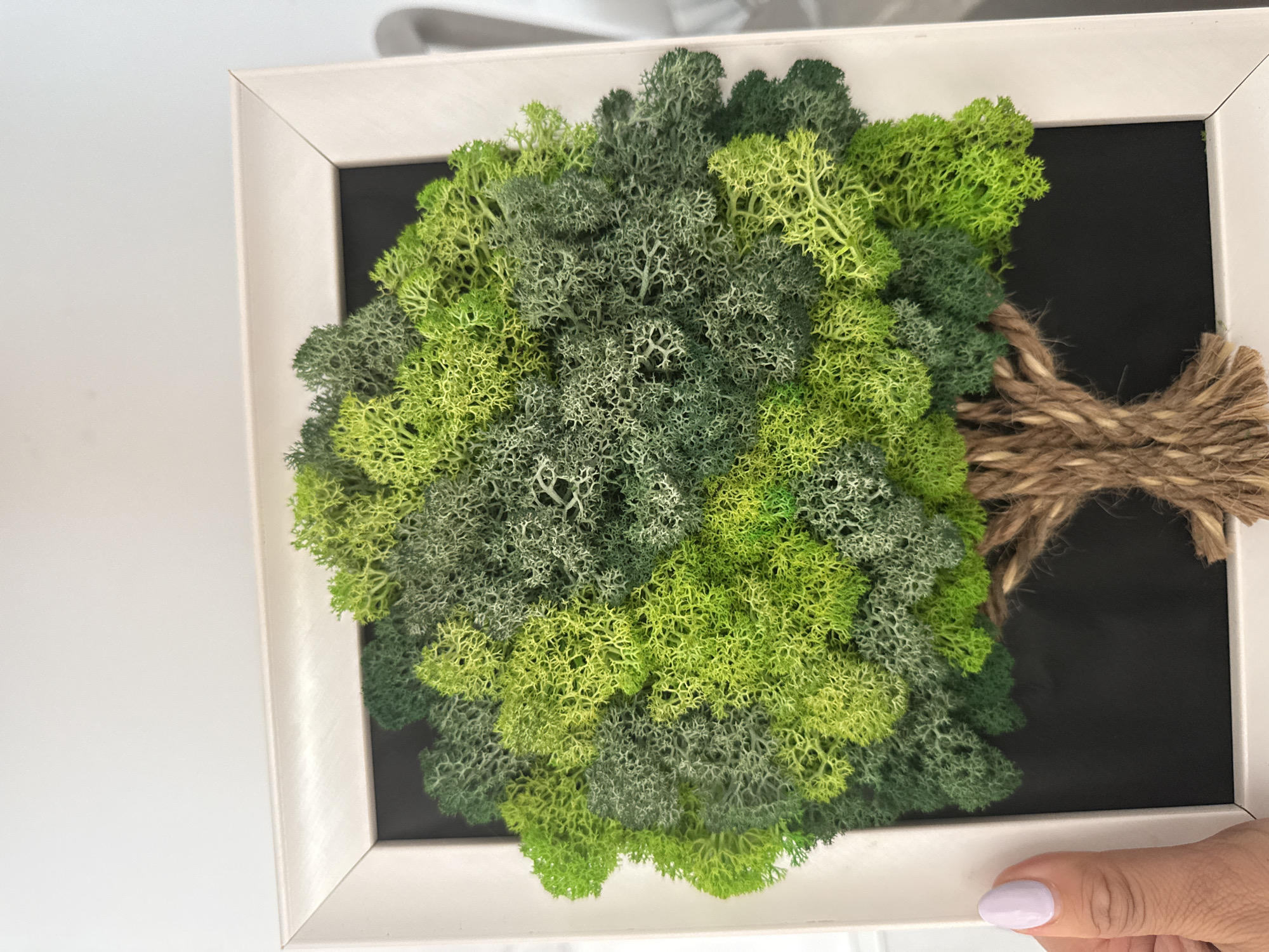 A close-up, slightly elevated perspective captures a framed three-dimensional art piece, situated in an indoor setting within the city of Unknown, Unknown. The artwork depicts a stylized tree, with its canopy meticulously constructed from various shades of preserved moss, ranging from bright lime green to dark forest green and muted grayish-green. The moss pieces are textured and irregularly shaped, creating a voluminous, organic appearance that occupies the upper two-thirds of the frame. The tree's trunk and a section of its root system are fashioned from braided brown twine, providing a contrasting rustic texture at the base. The art is mounted on a solid black backing board, which is enclosed within a simple, white, rectangular frame. A human left hand, with a visible thumb adorned with light lavender nail polish, partially grips the bottom-left corner of the white frame. The background behind the framed artwork consists of a plain, brightly illuminated white wall or surface.