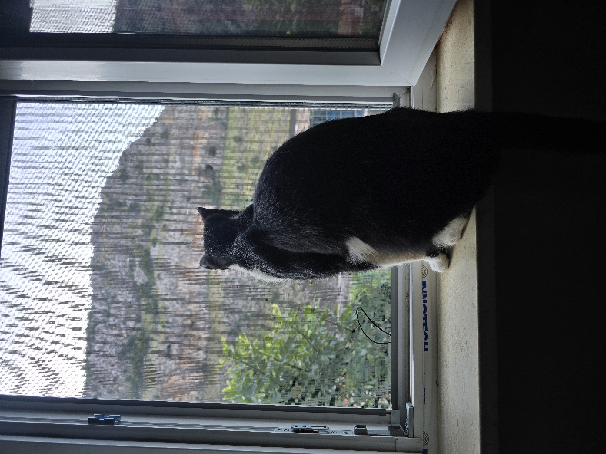 A black and white cat is perched on a windowsill, looking out through a screen at a rocky hillside. The cat's back is to the viewer, and its tail extends downwards. Through the window, green trees and a large, weathered rock formation are visible. The windowsill is made of light-colored marble or stone. The scene is indoors, with the lower part of the image shrouded in darkness.
