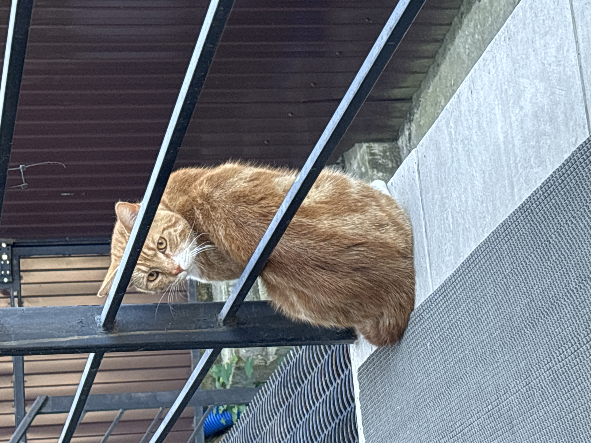 An orange tabby cat sits on a light-colored stone ledge, looking over its left shoulder at the camera. The cat's body is turned away from the viewer, with its tail curled around its body. The cat has bright yellow eyes and white whiskers. Behind the cat is a dark brown wooden fence. In the foreground, to the left of the cat, is a dark metal railing and a gray textured mat. The scene appears to be outdoors, possibly in a residential area of Sochi, Russia.