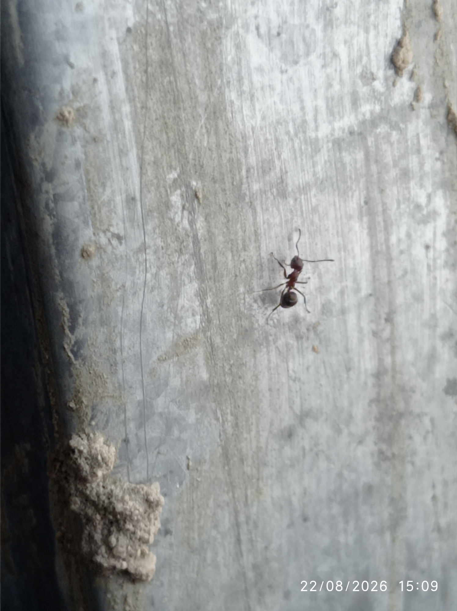 An ant is visible on a rough, light-colored textured surface. The surface appears to be a wall or a similar vertical structure, with vertical striations and patches of dirt or dust. To the lower left of the ant, there is a cluster of small, light-colored clods, possibly dirt or some form of building material. The lighting suggests an outdoor environment. A timestamp in the lower right corner reads "22/08/2026 15:09". The image does not contain any elements to indicate the city of Pangkalpinang, Indonesia.