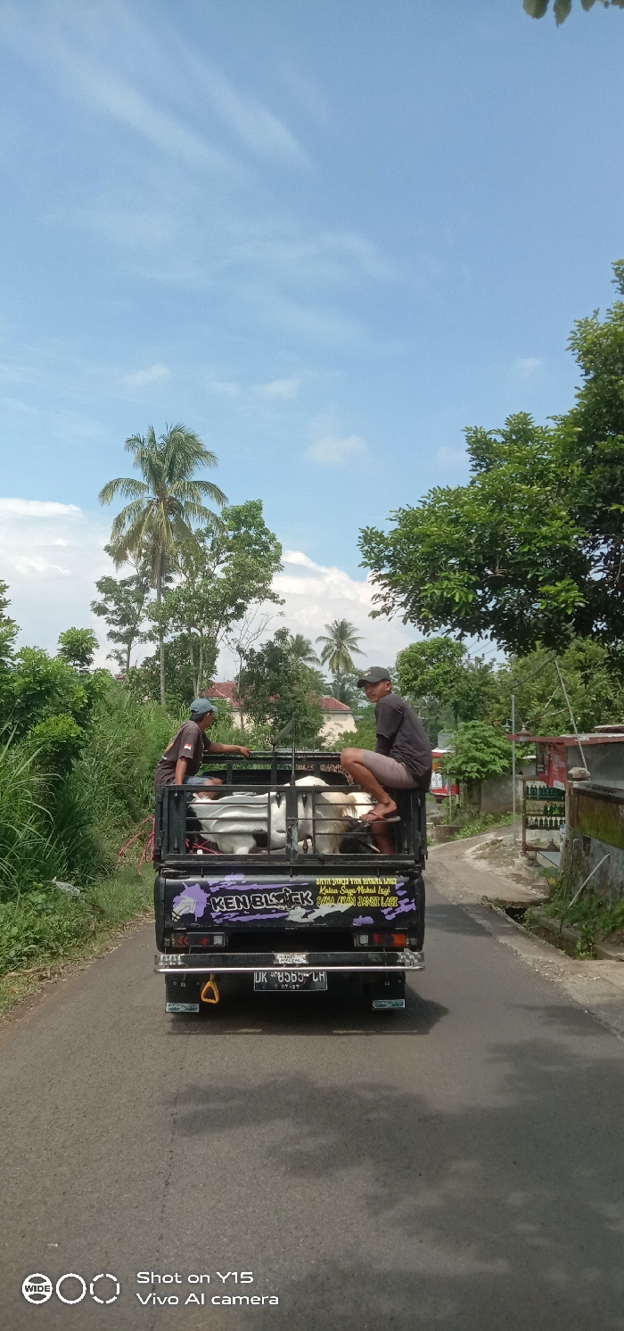 The image depicts a black pickup truck traveling on a paved road in Gading Kulon, Indonesia, under a clear blue sky with scattered white clouds. The truck is viewed from the rear, revealing a license plate "DK 8565 LH" and a "KEN BL@CK" decal on the tailgate. The truck bed contains at least three live goats, primarily white and light brown, visible within the black metal frame. Two adult males are riding in the back of the truck. The man on the left wears a dark shirt and a light cap, looking towards the left. The man on the right, wearing a dark shirt and dark cap, is squatting on the edge of the truck bed, facing forward and slightly to the left, with a discernible facial expression. Both men appear to be wearing sandals. The road is bordered by dense green vegetation, including tall trees and palm trees, with residential structures faintly visible in the background. On the right side of the road, a small, partially obscured structure with stacked bottles is visible.