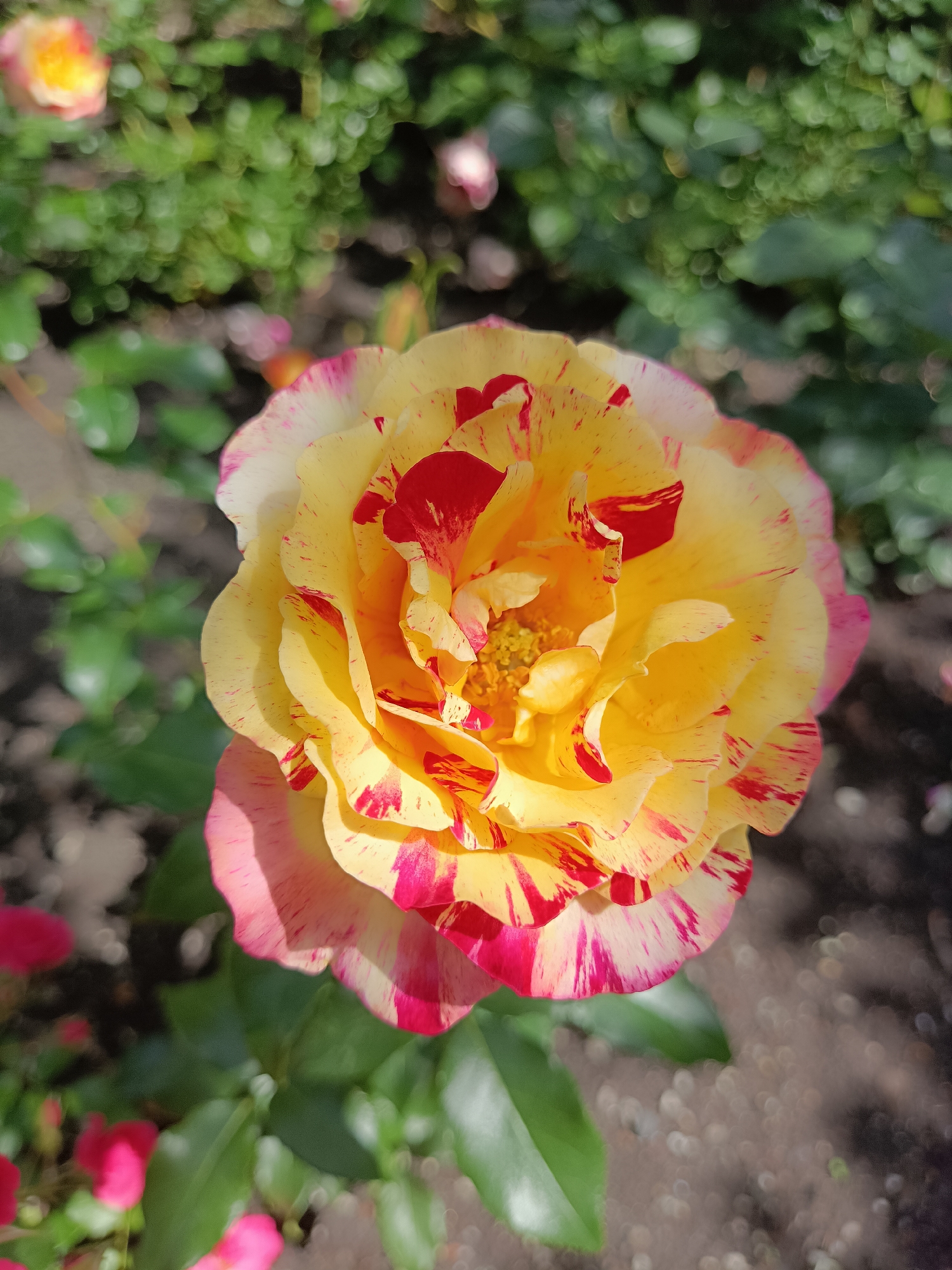 This is a close-up, top-down shot of a yellow rose with red streaks and speckles on its petals. The rose is the main subject, positioned centrally in the frame. Its petals are layered and unfurling, revealing a yellow center with visible stamens. The outer edges of the petals are tinged with pink.
The rose is set in a garden environment with greenery and other flowers blurred in the background, suggesting a sunny day. Some green leaves are visible, as are hints of other pink and yellow blooms, out of focus. The ground beneath the rose appears to be dark soil, also softened by the shallow depth of field. The overall impression is one of natural beauty and a peaceful outdoor setting.
There are no people or visible text in the image. The lighting suggests it was taken during daylight hours, possibly in the morning or afternoon, with the sun casting some dappled light and shadows. The bokeh effect in the background adds a dreamy quality to the image. The location context is Shibanovo, Russia, but there are no specific visual cues within the image itself to confirm this.