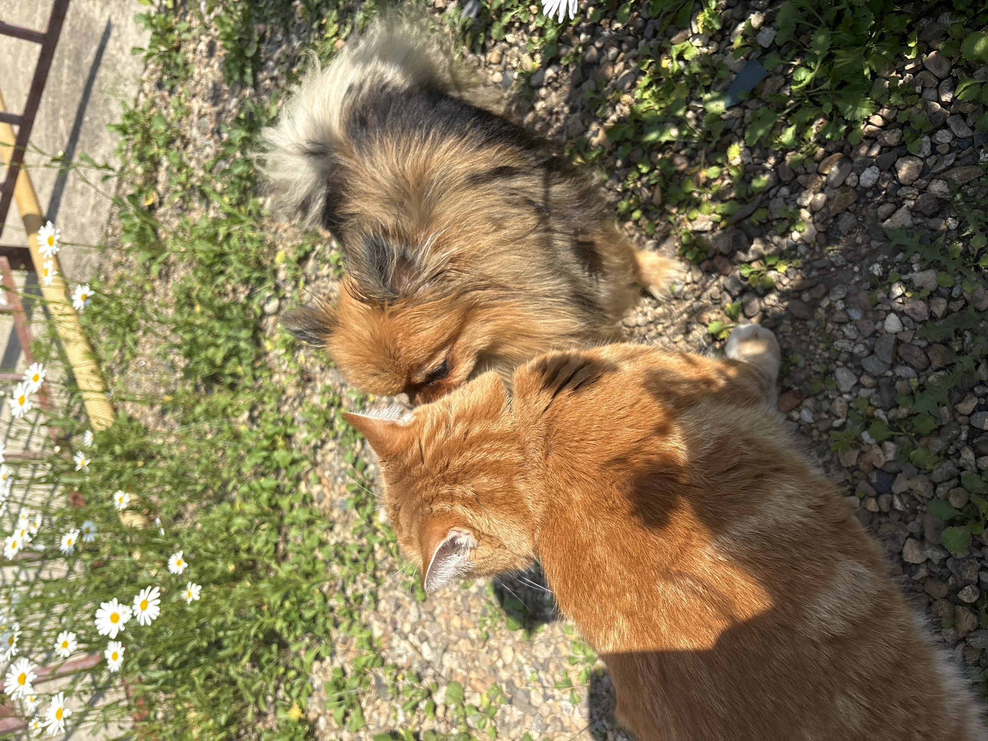 An orange cat and a brown and black fluffy dog are interacting in a yard with gravel and green plants. Daisies are visible in the background, along with a fence and what appears to be concrete. The image is taken from a high angle, with the sun casting shadows on the ground. The location is Razdolnoye, Russia.