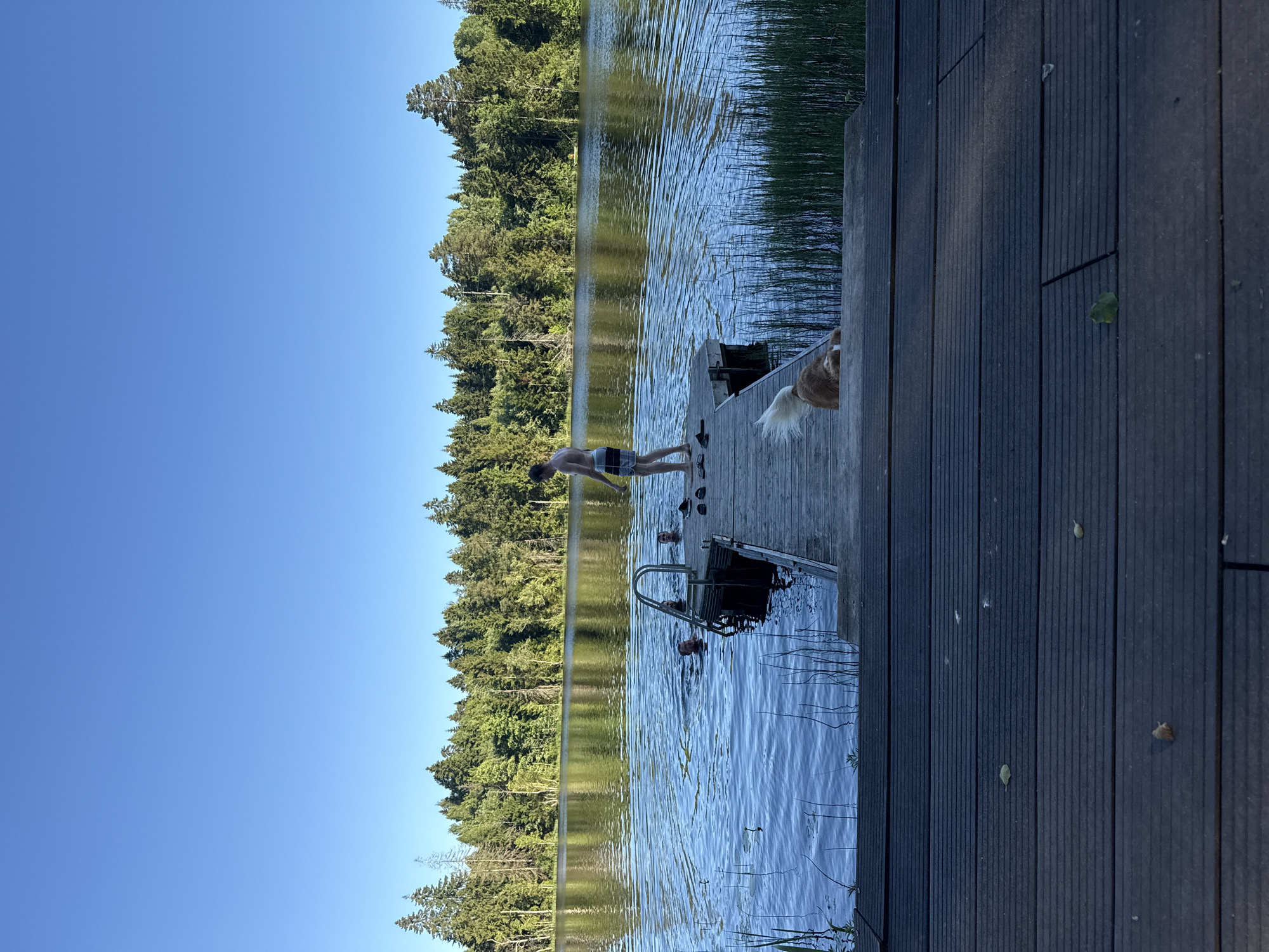 On a clear day, a wooden pier extends into a calm lake, bordered by a dense forest of green trees. The water reflects the blue sky and the surrounding foliage. Several individuals are in the water, appearing to swim or wade near the pier. On the pier, a young person stands, dressed in striped swim trunks, facing the water. A medium-sized dog with brown and white fur is lying on the pier near the edge, looking away from the camera. The foreground shows the dark wooden planks of another section of the pier or a deck. The scene depicts a recreational activity on a lake in the Zamosh'e (Zaklinskoe S/P), Russia.