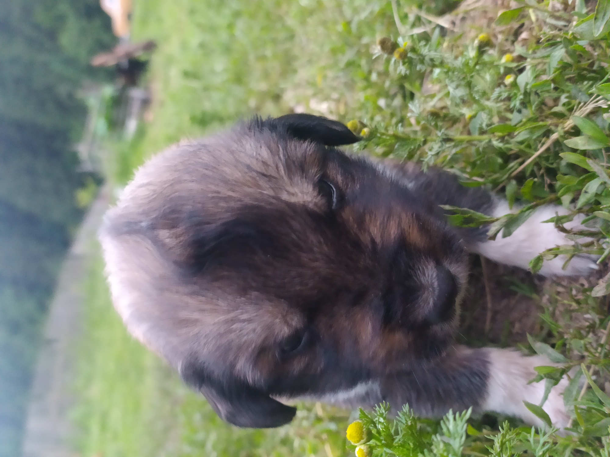 A close-up, low-angle shot shows a young puppy with dark brown and gray fur, and white paws, sitting in green grass. The puppy's head is tilted down and slightly to the right, with its eyes partially closed. Small yellow flowers and green leaves surround the puppy. The background is blurred, showing green foliage and trees, suggesting an outdoor setting in a rural or park area. Based on the geographical context, this scene is located in Hoverla, Ukraine.