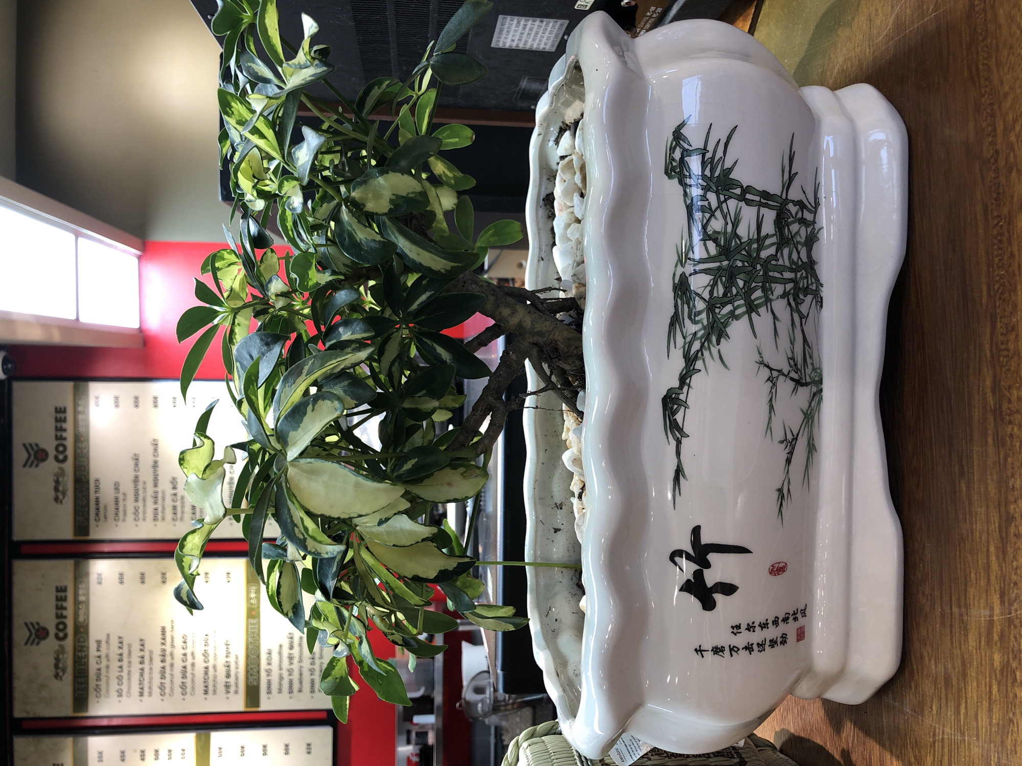 The image shows a close-up view of a potted plant with variegated green and yellow leaves, set against a blurred background of what appears to be a cafe or restaurant. The plant is in a decorative white ceramic pot with a scalloped rim, featuring a traditional Chinese ink painting of bamboo and calligraphy. The pot sits on a wooden surface. In the background, partially visible menus with Vietnamese text are mounted on a red and cream-colored wall. The overall impression is of a retail or dining establishment, possibly in a city like Da Nang, Vietnam, given the presence of Vietnamese text on the menus and the style of the establishment. There are no people visible in the image.