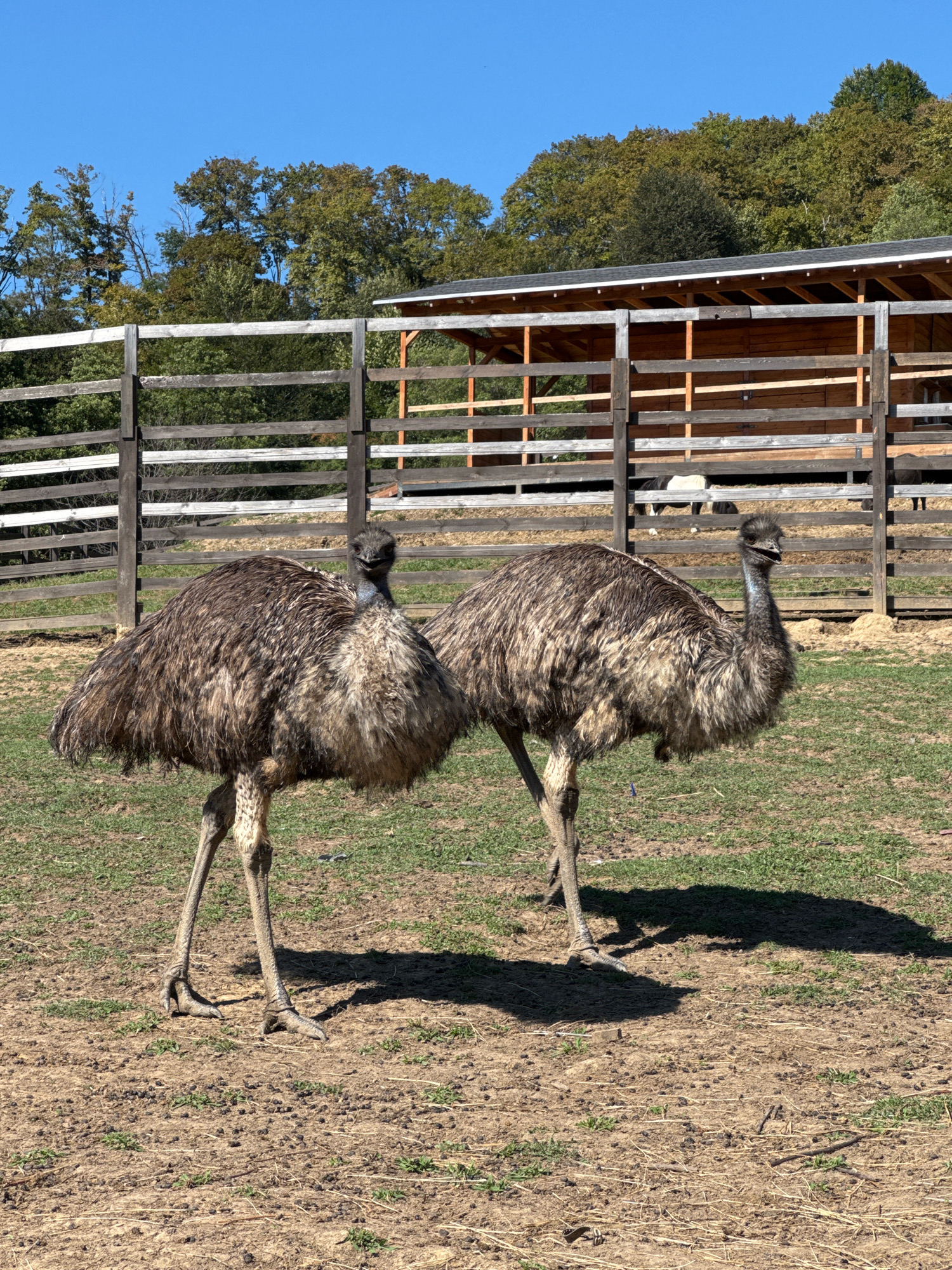 Two emus are standing in a grassy enclosure in Nizhnyaya Shilovka, Russia. The emus are large, flightless birds with shaggy brown feathers. The enclosure is fenced with wooden posts and rails. Behind the fence, there is a wooden structure that appears to be a barn or stable. Trees and a clear blue sky are visible in the background. The ground is a mix of dirt and grass, with some scattered debris. One emu is facing the camera directly, while the other is turned slightly away. The lighting suggests it is daytime, likely with direct sunlight casting shadows.