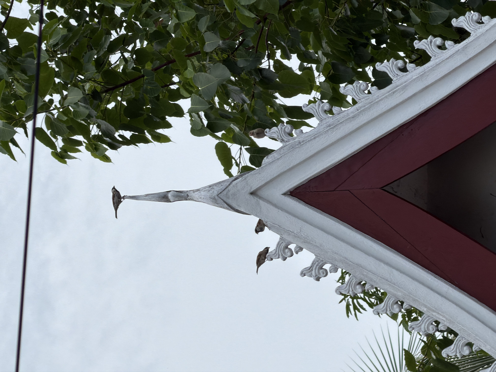 The image shows the peak of a white and red roof, likely belonging to a temple or traditional structure in Choumkhong, Laos. Several small birds are perched on the roof's decorative elements and its apex. Lush green foliage from a nearby tree frames the upper right portion of the image, with a gray, overcast sky in the background. A thin dark line, possibly a wire or cable, stretches across the top of the frame. The roof features intricate white scrollwork along its edges.
