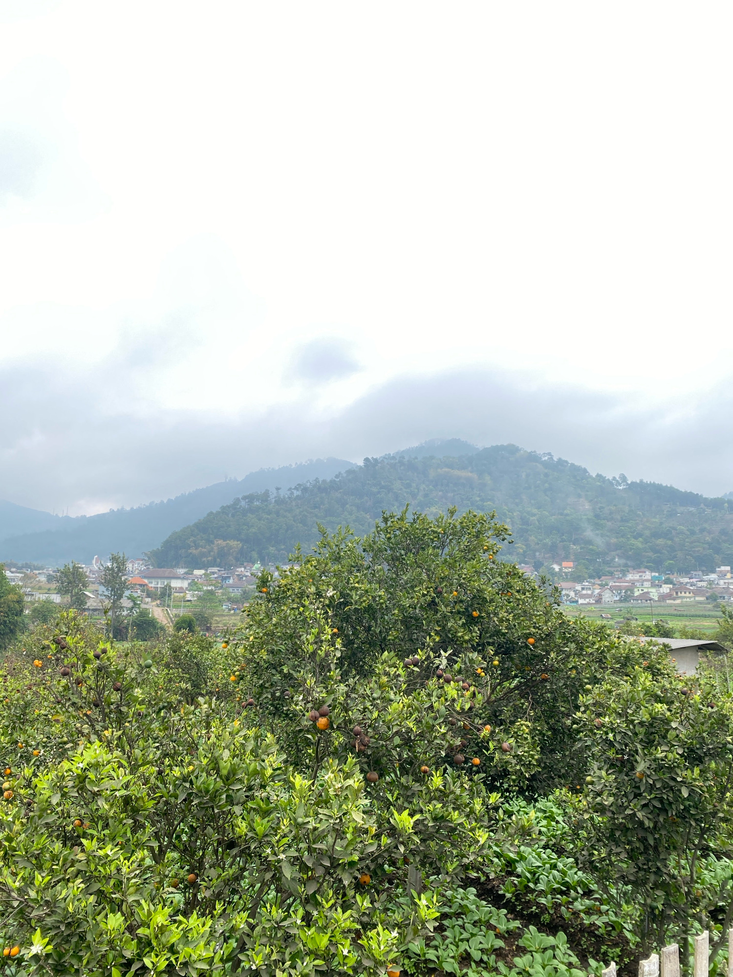 A medium shot captures an orange grove in the foreground with a village nestled in the valley and mountains in the background. The sky is overcast with muted clouds. The orange trees are laden with fruit and green leaves. In the middle ground, houses with pitched roofs form a village community. The background is dominated by rolling green mountains that fade into a hazy, misty atmosphere. The scene suggests an agricultural setting with a rural settlement.