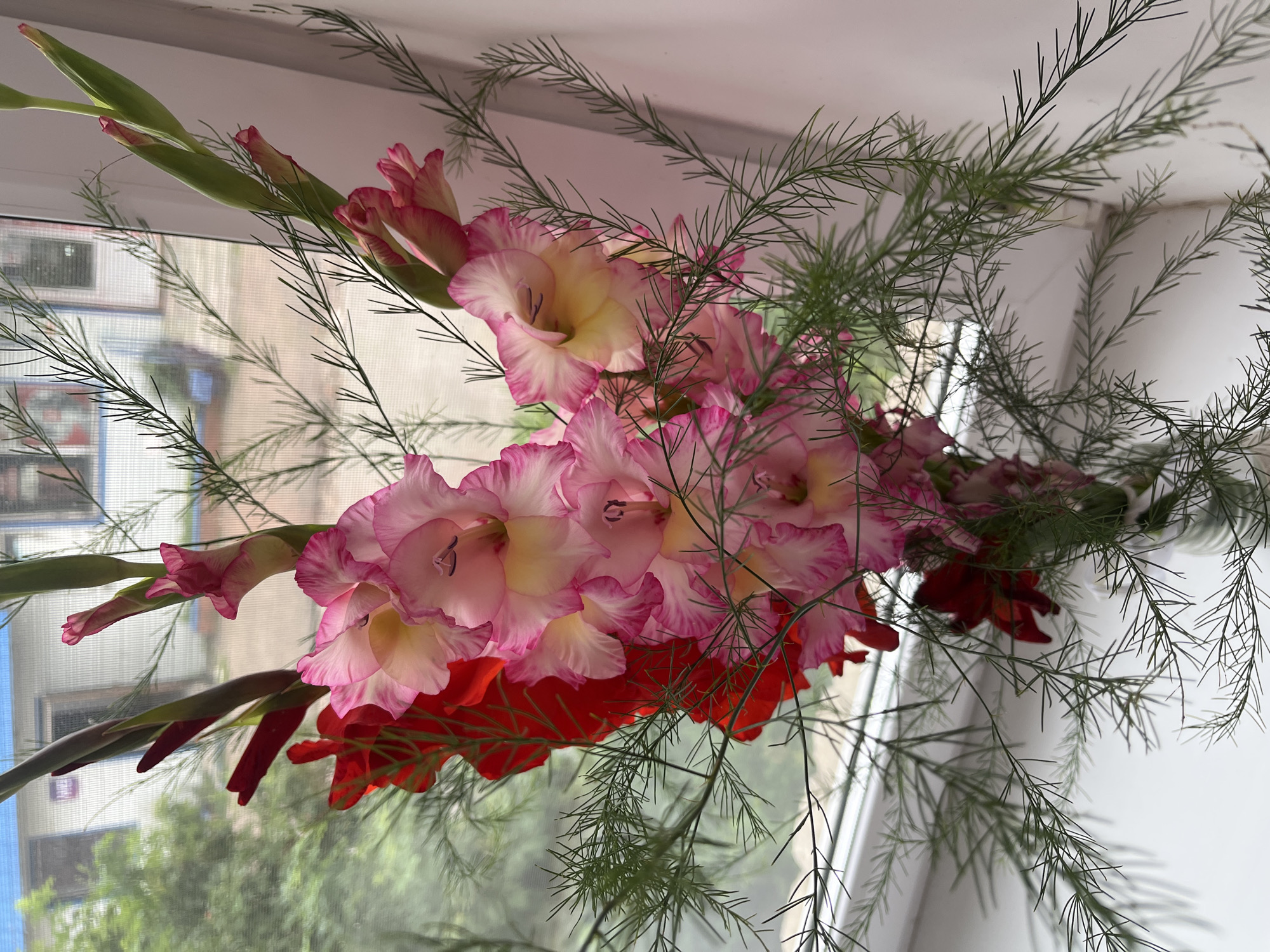 A close-up, vertical shot shows a bouquet of gladiolus flowers and filler greenery arranged in a clear glass vase. The gladioli are predominantly pink with yellow centers and white edges, interspersed with a few vibrant red gladioli on the left. The bouquet is placed on a white surface, possibly a windowsill, against a blurred background that appears to be outside a building with windows and trees visible. The lighting suggests it is daytime, with natural light illuminating the flowers and casting shadows. The specific location is in the city of Blagoveshchensk, Russia, but no further details about the immediate environment beyond the flowers and vase are discernible.