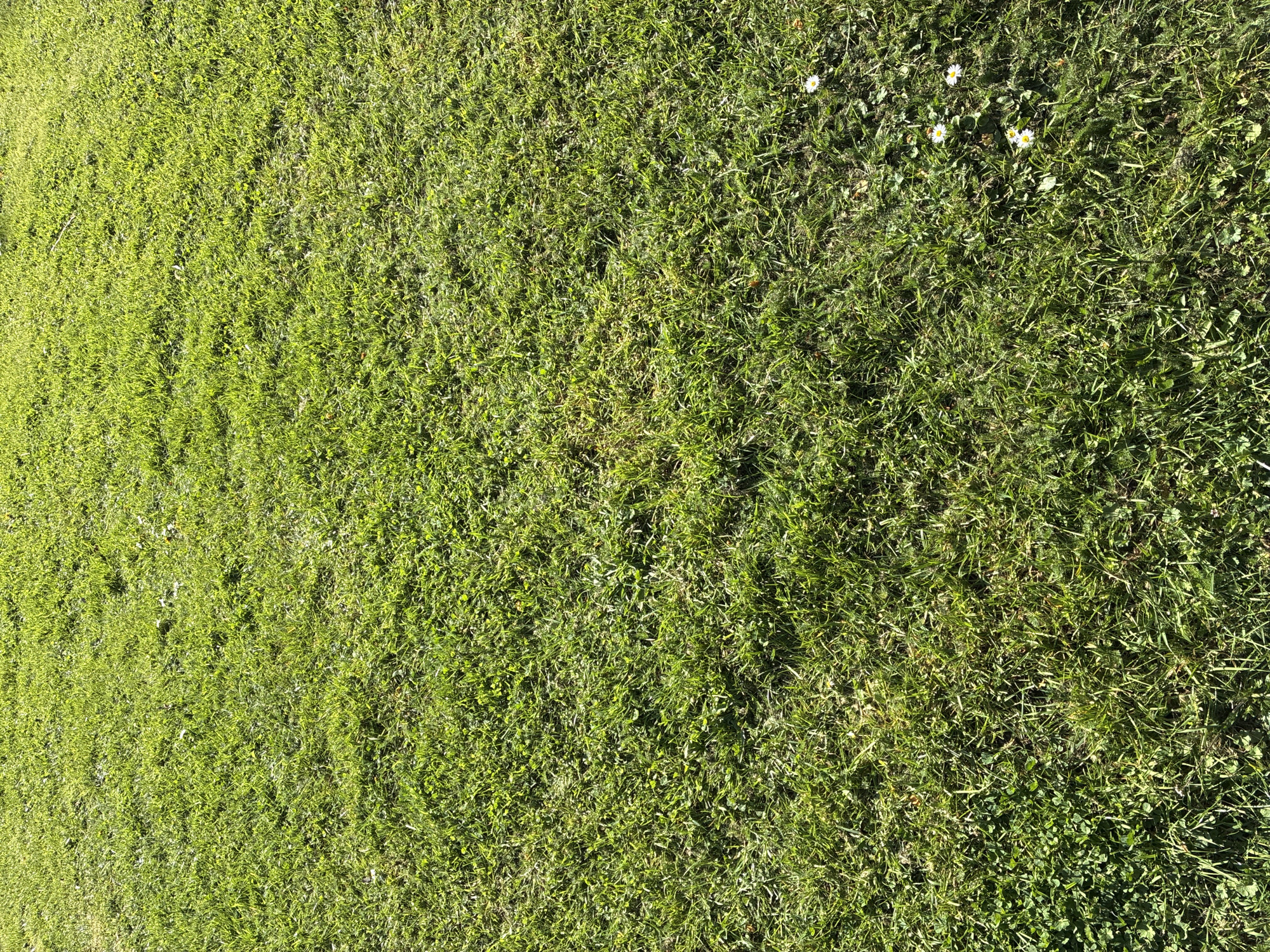 The image shows a patch of green grass, likely in a lawn or field. Some white daisies are scattered throughout the right side of the scene. The grass appears to be a mix of different types, with varying shades of green. There is no indication of location. No people, actions, or interactions are visible.