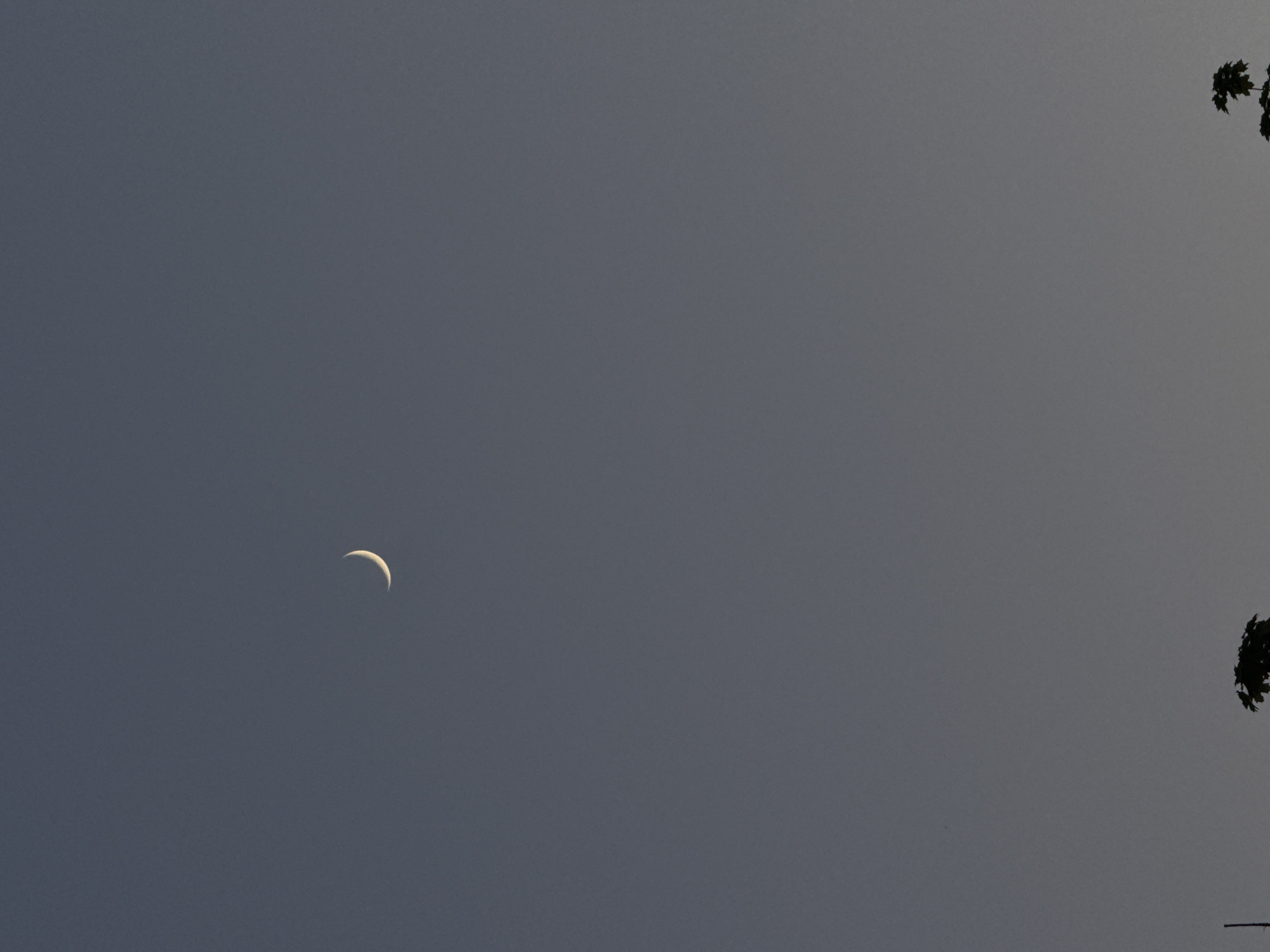 The image shows a crescent moon in a grey sky. Silhouetted tree branches are visible on the right side of the frame. The specific location in Moscow, Russia cannot be determined from the image alone.