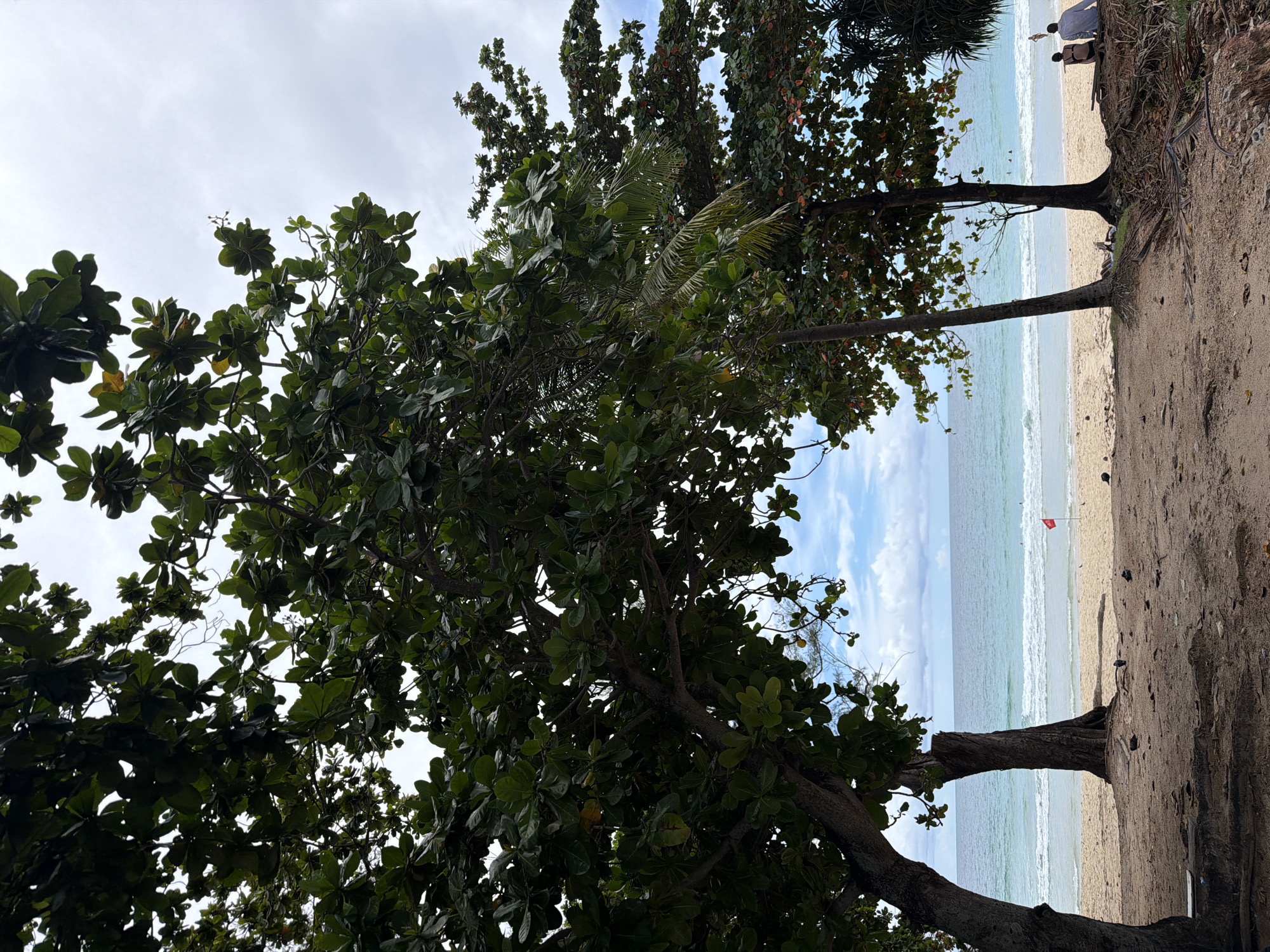 This media file captures a scenic view of a beach in Choeng Thale, Thailand. The foreground is dominated by the lush green foliage of a large tree, its branches extending into the frame and obscuring parts of the sky. Through the leaves, a view of the ocean and beach is visible. The ocean displays a gradient of blues and greens, with white waves gently lapping onto the sandy shore.
On the beach, a few people are present, some appearing to be sitting or standing near the tree line. There are also a few individuals in the water, possibly swimming or surfing. A small red flag is planted on the beach, indicating a potential hazard or designated area. The sand appears light brown and slightly damp near the water's edge. The sky is a mix of white clouds and patches of blue, suggesting fair weather, possibly late morning or early afternoon. The overall impression is one of a serene and relaxing beach environment.