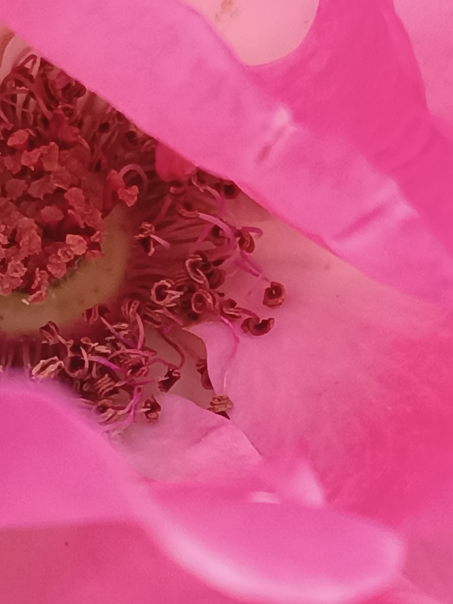 An extreme close-up macro photograph captures the intricate reproductive structures within a vibrant pink flower. Dominant shades of fuchsia and magenta define the surrounding soft petals, which are largely out of focus, creating a shallow depth of field. At the center, a dense cluster of dark reddish-brown anthers, appearing granular with pollen, are prominently featured. These anthers are supported by slender, curly, reddish-pink filaments that extend from a lighter, yellowish-green central pistil or ovule structure. The lighting is bright and even, illuminating the delicate details of the flower's interior. No human subjects, animals, or man-made objects are present. No specific actions are depicted. The scene is purely botanical, confined to the internal elements of the blossom. This image is contextually located in the city of Viadana, Italy.