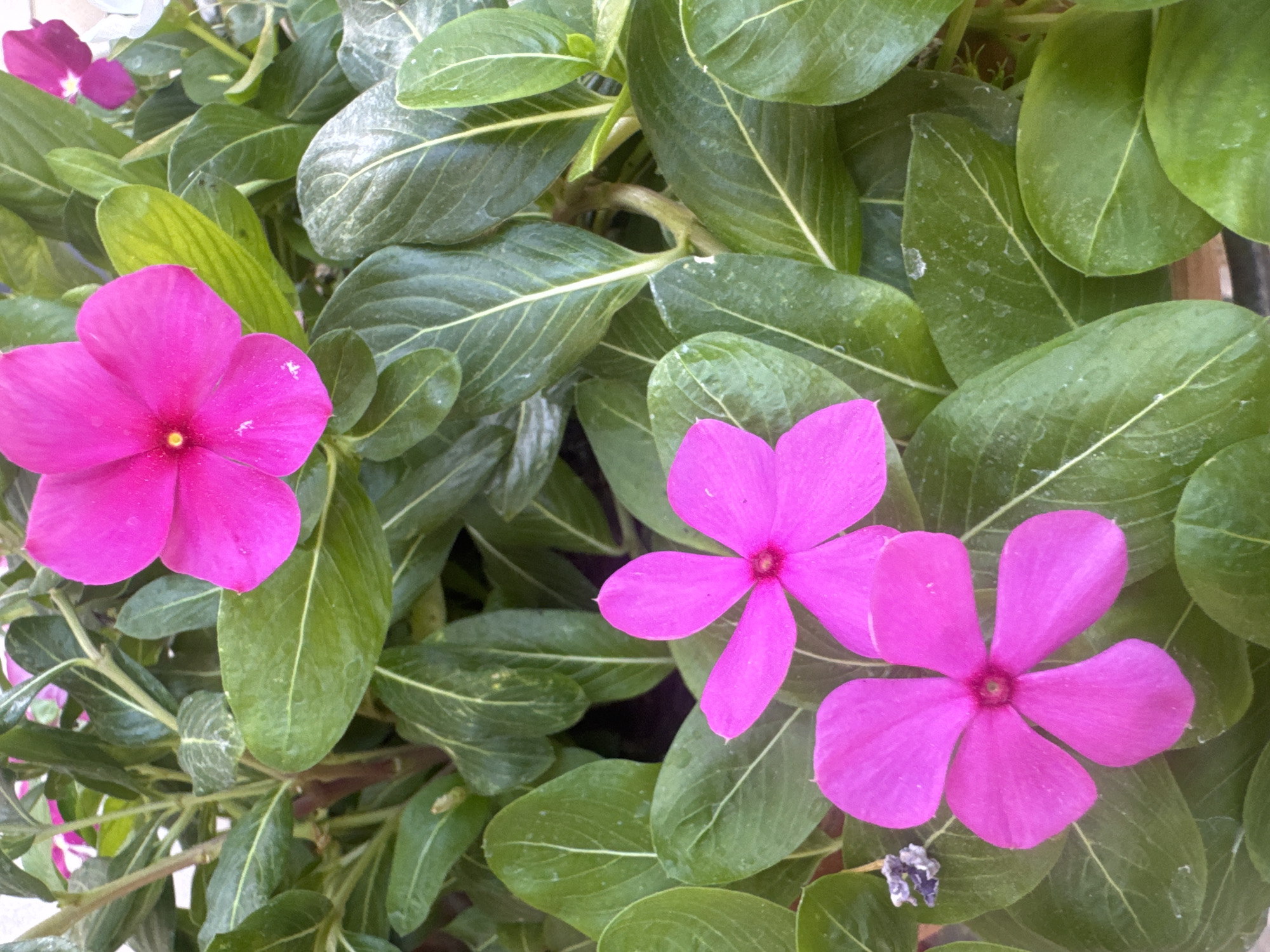 A close-up, eye-level shot captures a cluster of vibrant pink vinca flowers against a backdrop of lush green foliage. The flowers, with their distinct five petals and bright yellow centers, are the primary subjects, positioned in the foreground and midground. Some petals exhibit a slightly velvety texture, and a few appear to have water droplets on them. The leaves are a deep green, showcasing prominent lighter green veins. In the upper right corner, a portion of another pink flower is visible, and further back, a hint of a white flower can be discerned. A small, dried purple flower bud is located to the left of the lower central flower. The overall scene is characterized by its natural beauty and the vivid color contrast between the pink blooms and green leaves, suggesting an outdoor setting, possibly a garden or a planter in Mouttagiaka Community, Cyprus. There are no people or any human activity depicted in the image. The lighting appears to be natural daylight, casting soft shadows.