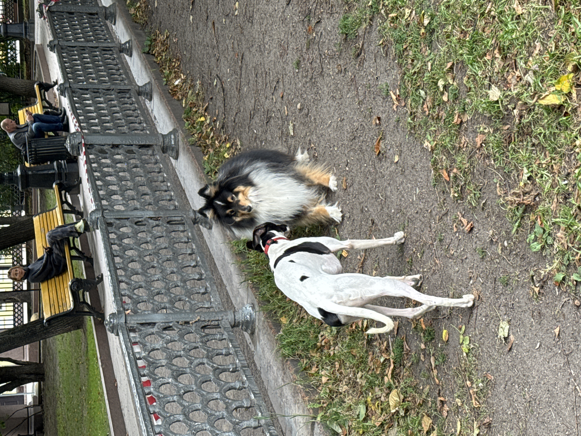Two dogs are in a park in Moscow, Russia. In the foreground, a white and black sighthound with a red collar is facing a long-haired black, tan, and white dog. The sighthound is standing on a dirt path, and the other dog is sitting on the path. In the background, a decorative metal fence runs along the edge of the path. Behind the fence, there are two yellow park benches. On one bench, a woman wearing a dark sweater and camouflage pants is sitting and looking at her phone. On the other bench, a man in a gray jacket and blue jeans is also looking at his phone. Trees and grass are visible behind the benches. The ground is covered with dirt and fallen leaves, suggesting it is autumn.