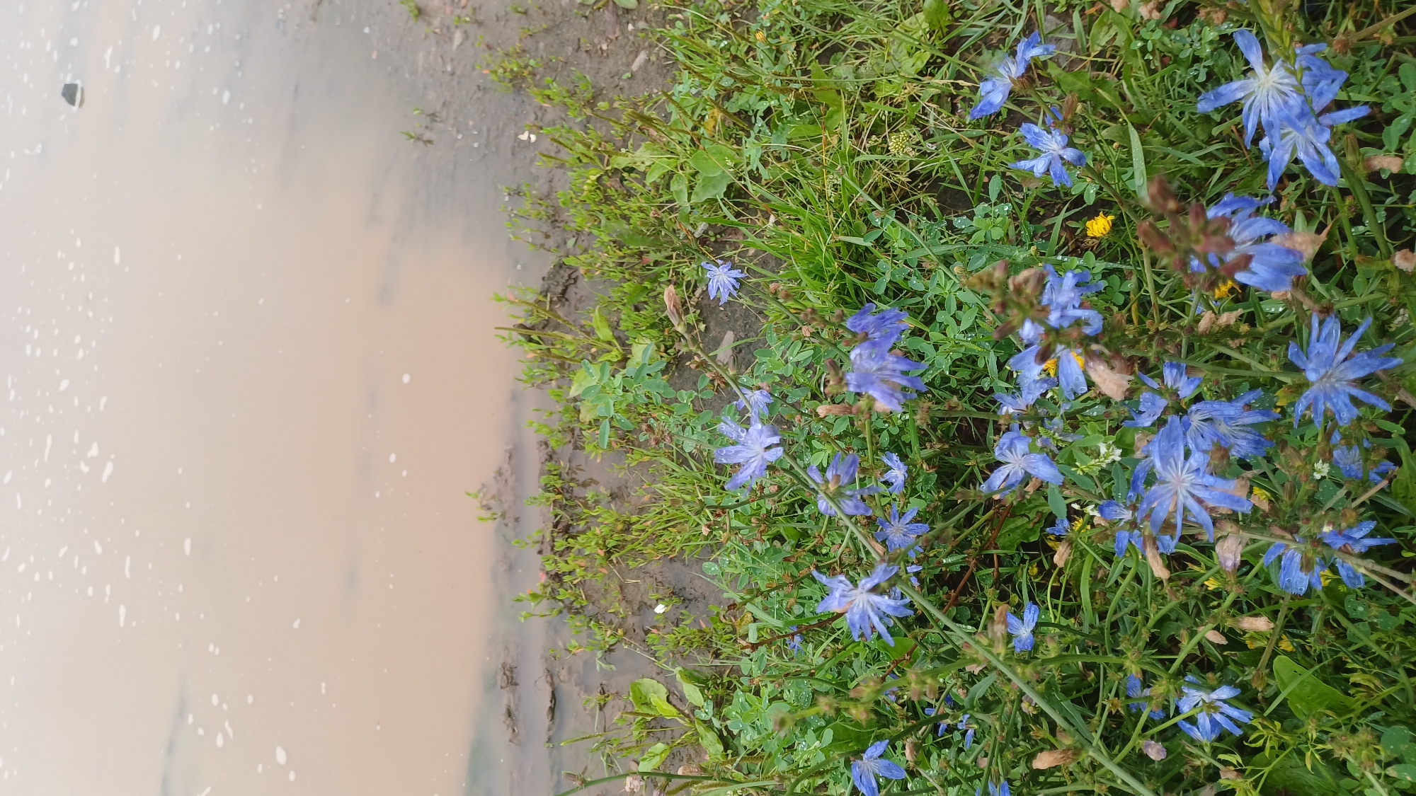 The image depicts a close-up view of blue chicory flowers growing along the muddy bank of a body of water. The water is a murky, light brown color with a scattering of white foam or bubbles on its surface. The ground beside the water is a mixture of mud and small green plants. The chicory flowers, with their delicate, star-shaped blue petals, are the dominant subject, interspersed with other green foliage and some yellow wildflowers. The scene appears to be outdoors, in a natural or semi-natural environment, potentially on the outskirts of the village of Podgornoye, Russia. There are no people or animals visible in the image. The lighting suggests it may be an overcast day, as there are no harsh shadows.
