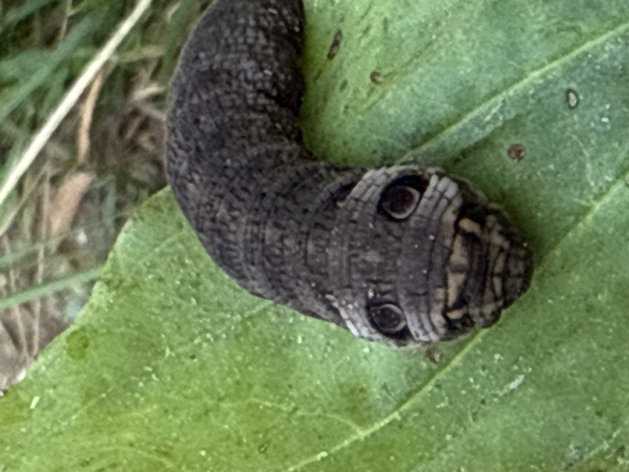 The image shows a close-up view of a dark grey caterpillar with distinctive markings on its head that resemble eyes, giving it a somewhat snake-like appearance. The caterpillar is positioned on a broad, green leaf, which occupies the majority of the frame. The background consists of blurred green foliage and brown earth, suggesting an outdoor, natural setting. The lighting is natural and appears to be daylight. The image is sharp and detailed, focusing primarily on the caterpillar and the leaf. The location is not specified within the image itself, therefore, it cannot be determined to be in Vsevolozhsk, Russia, or any other specific city.