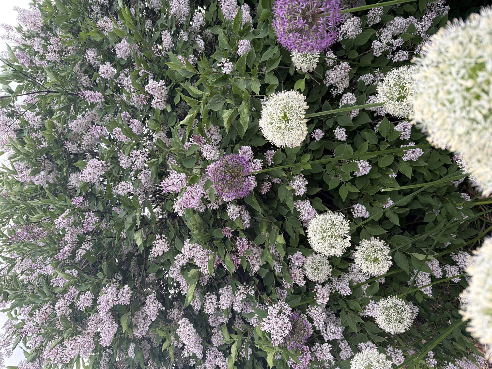 The image shows a close-up view of a garden in Moscow, Russia. The scene features a combination of lilac bushes and allium flowers. The lilacs are in bloom with light purple flowers covering a significant portion of the left side of the image. Several spherical allium flowers are present, some white and others purple. The background consists of green leaves from the bushes. The composition is dense, capturing a section of the garden from a low angle.