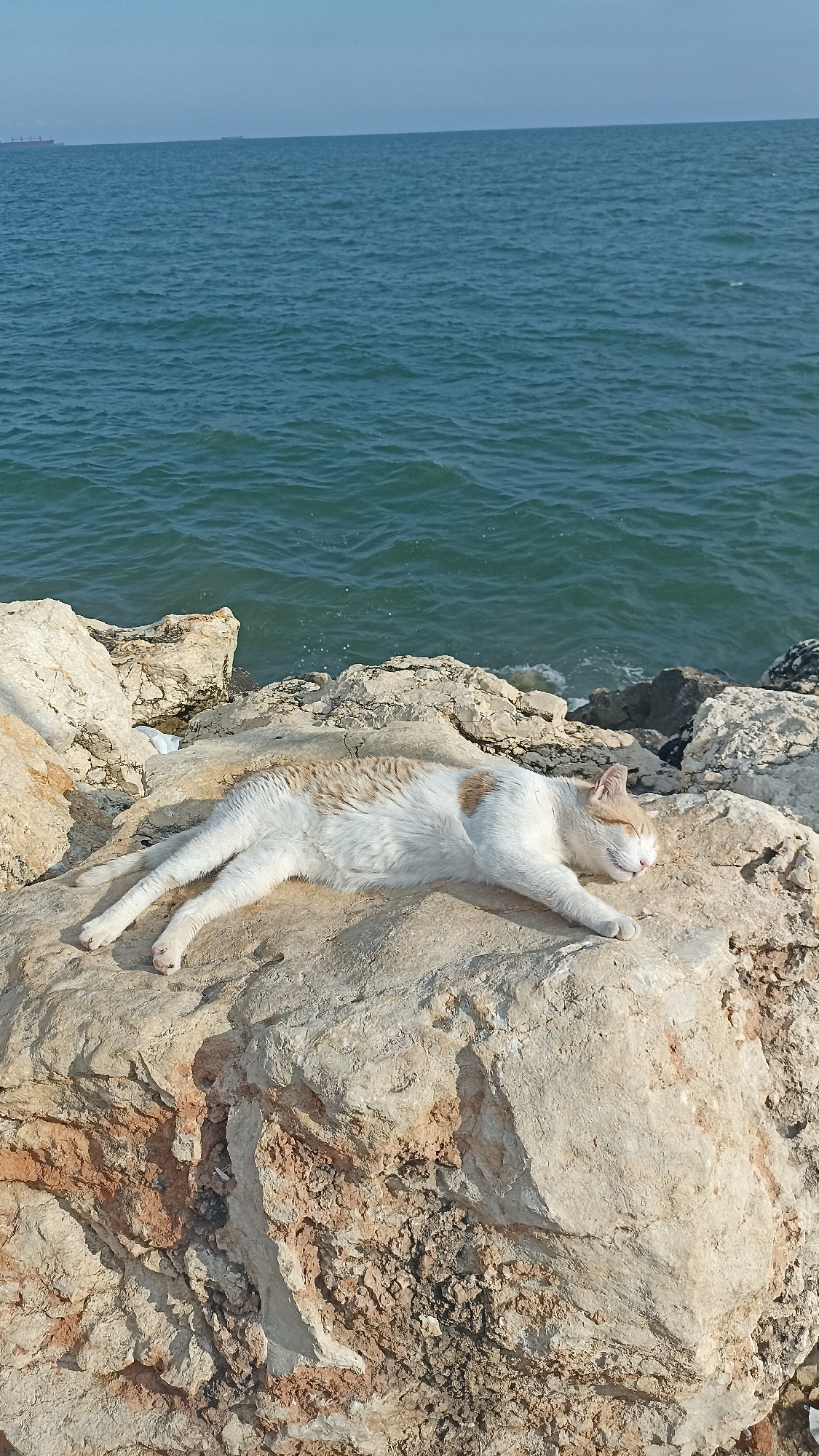 A white and orange cat is sleeping on a rocky shore, with the sea and a clear sky in the background. The cat is stretched out on its stomach, with its eyes closed and its body relaxed. The rocks are light brown and white, and they are covered in patches of moss and lichen. The sea is a deep blue color, and the waves are small and gentle. The sky is a pale blue, and there are a few scattered clouds. The image was taken in Yenişehir, Turkey.