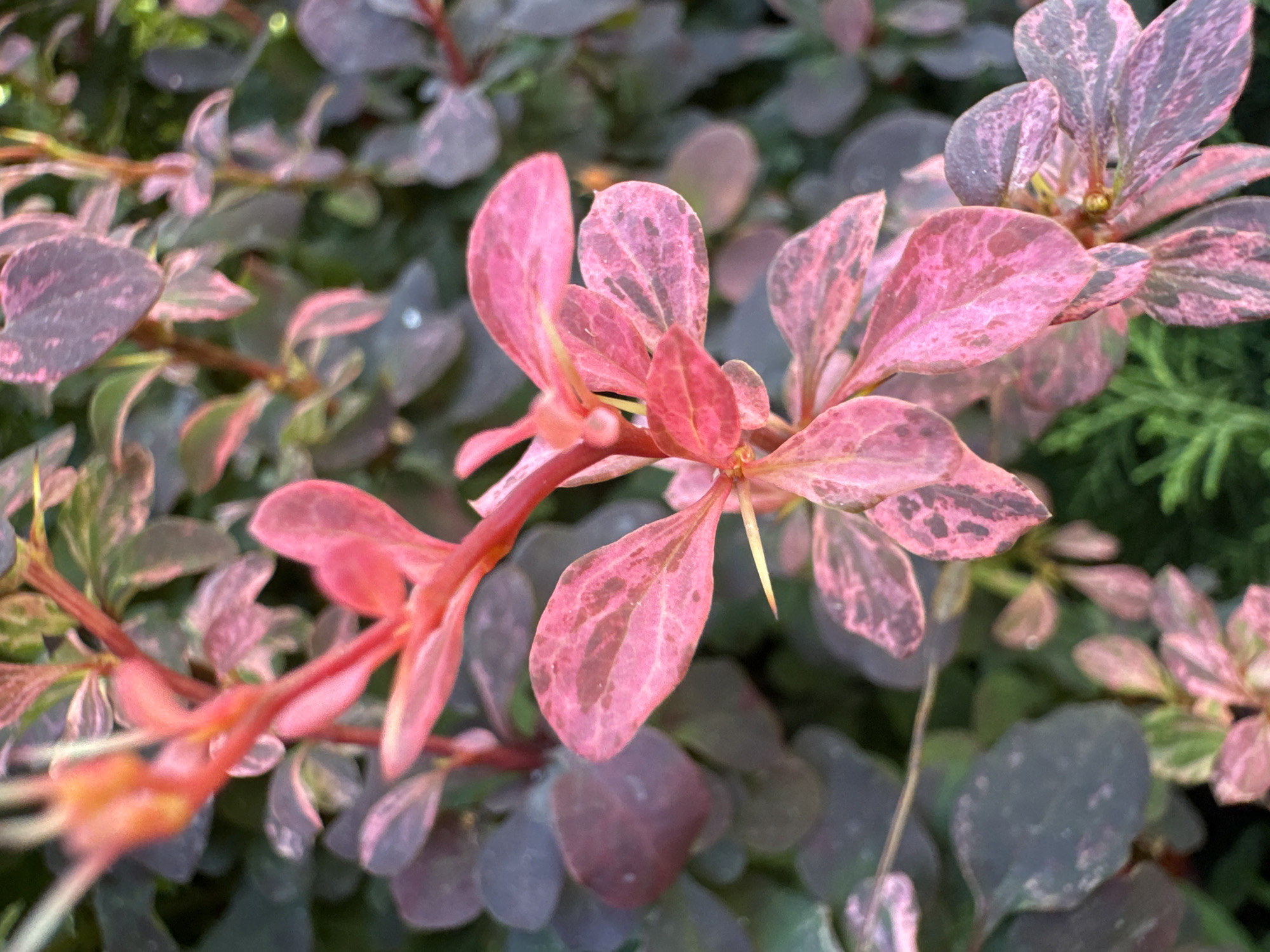 The image is a close-up, shallow depth-of-field photograph of a plant with variegated pink and dark purple leaves. The leaves are oval-shaped and arranged alternately along thin, reddish stems. Some leaves exhibit a marbled pattern of pink and darker hues, while others are predominantly a deep purple-green. A sharp, yellow thorn is visible on one of the stems. The background is a blur of green foliage, suggesting a garden or natural setting. The lighting appears natural, likely outdoor daylight. No people or structures are visible, and the location is not specified.