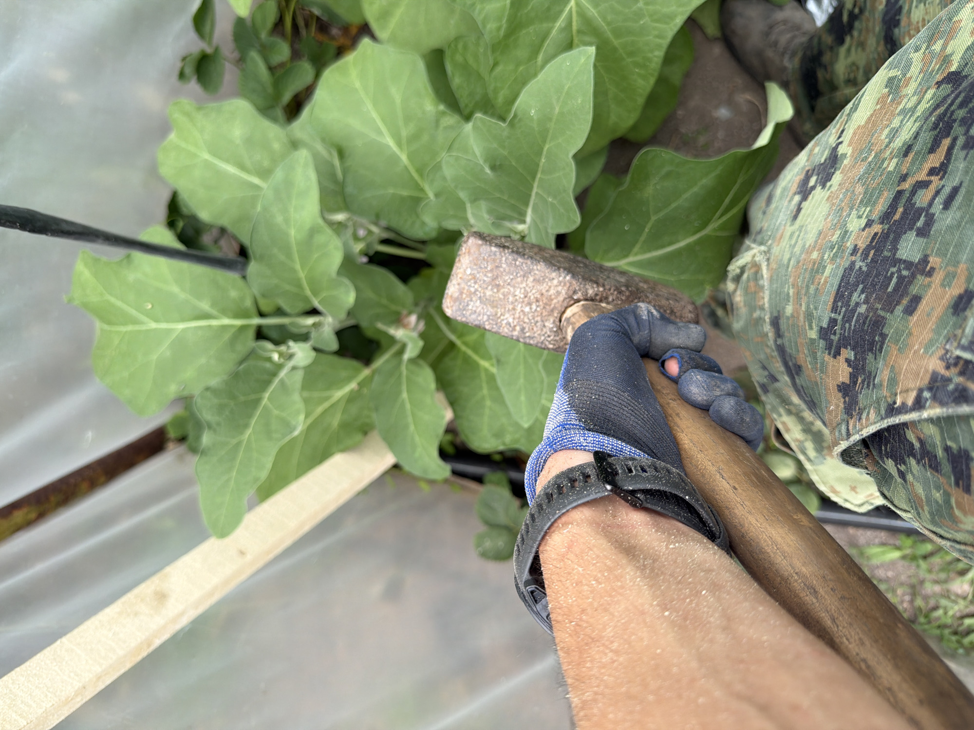 In an outdoor greenhouse environment, a person's right arm and hand, wearing a blue and gray work glove, are visible. They are holding a wooden-handled sledgehammer. The sledgehammer head is metallic and appears weathered. The person is wearing camouflage pants. In the background, large green leaves, characteristic of an eggplant plant, are prominent, suggesting the greenhouse is used for cultivation. A portion of a clear plastic sheeting and a wooden support beam are also visible, indicating the greenhouse structure. The overall setting appears to be an agricultural or gardening context within a rural area, possibly in or around the village of Stryama, Bulgaria, given the provided context.