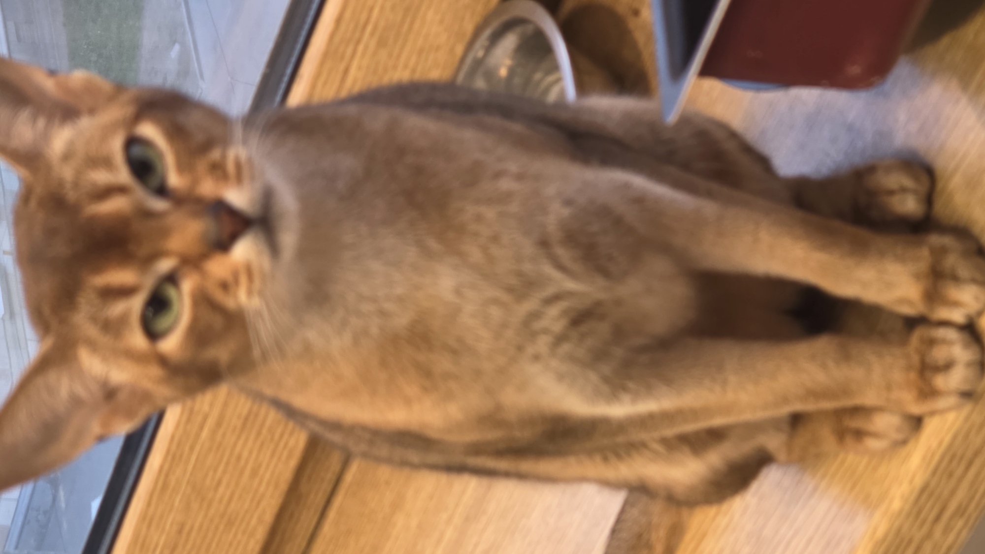 A fawn-colored Abyssinian cat with green eyes is resting on a wooden surface, possibly a window sill or countertop, with its paws aligned in front of it. The cat's head is turned towards the viewer. Behind the cat are indistinct items, possibly a metal bowl and a red container. The image quality is somewhat blurry. The location within Saint Petersburg, Russia, cannot be determined from the image.