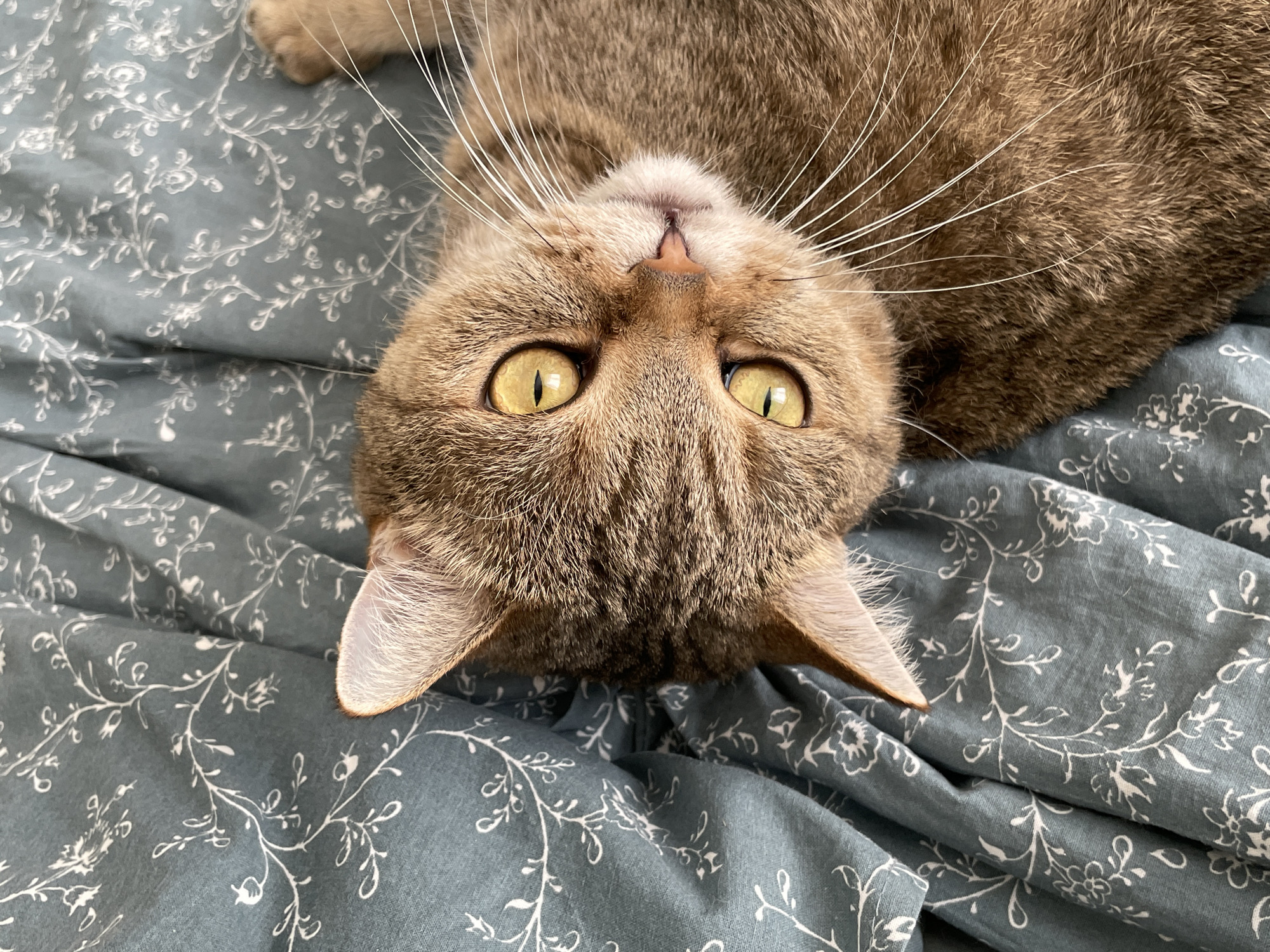 A tan and brown cat with yellow eyes lies on its back on a blue-grey patterned bed sheet. The cat's head is oriented upside down in the frame. Its whiskers are visible, fanning out from its face. The cat is indoors. Location: Unknown, Russia.
