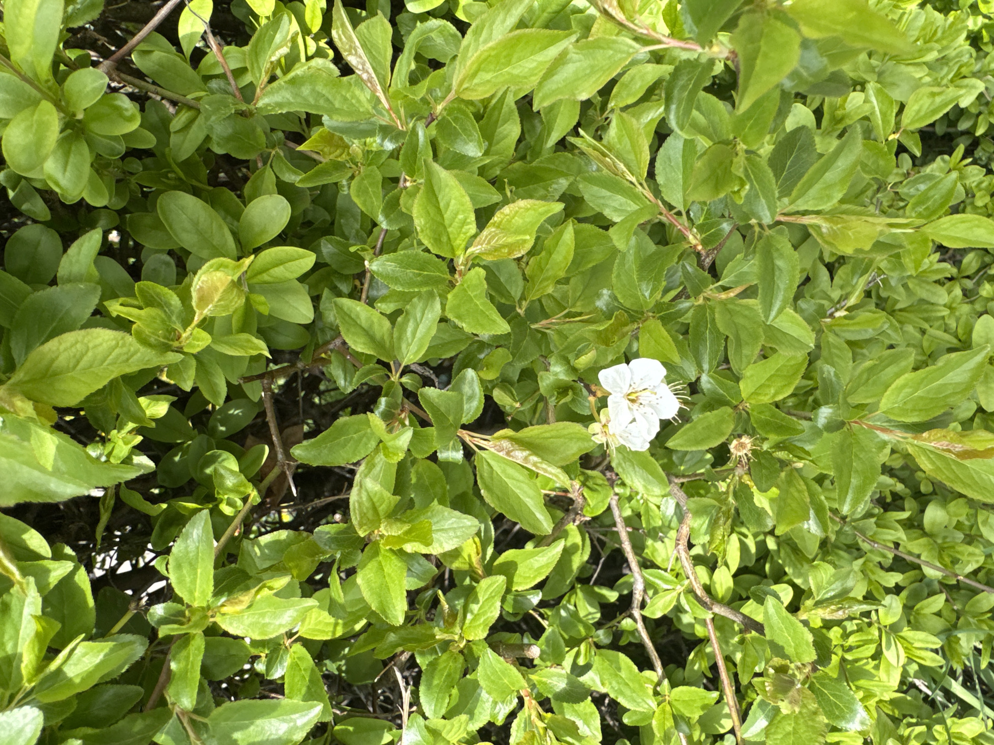 The image shows a close-up of a flowering shrub with dense green foliage. A single white flower is visible among the leaves. The scene is outdoors in daylight. No people or specific objects are identifiable. Given the general nature of the foliage and flower, it is not possible to determine the specific location within the city of Sofia, Bulgaria.