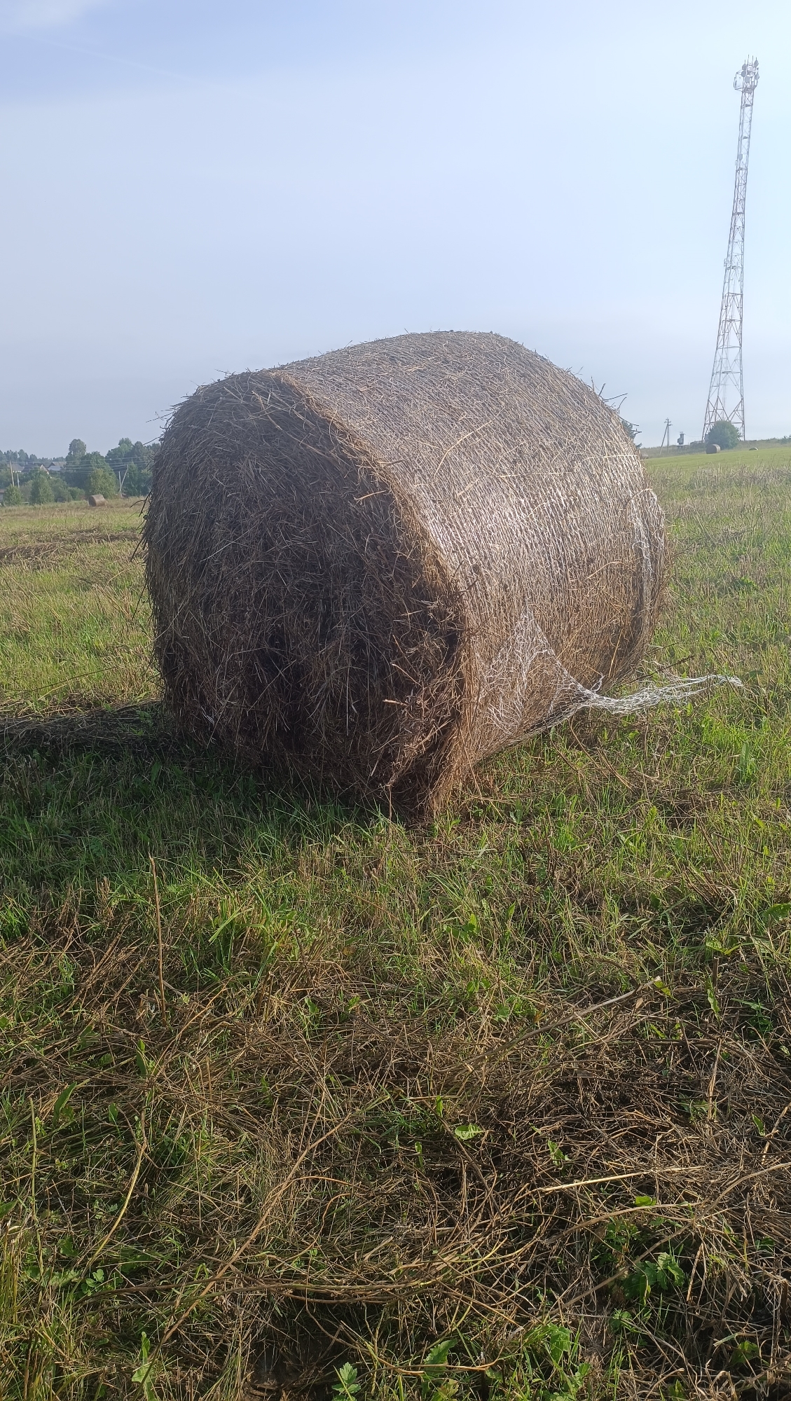A large, cylindrical hay bale rests in a grassy field under a clear, hazy sky. The bale is tightly packed with dry straw and appears to be wrapped in a thin, white netting material, some of which is trailing on the ground. The field is covered in a mix of green grass and dry, brown stubble, suggesting a recent harvest. In the distance, a tall, lattice-like metal tower, likely a communication tower, stands on the horizon. The surrounding landscape appears rural, with a few trees and structures visible in the far distance, hinting at a village or small town. The overall impression is one of a quiet, rural setting in Russia, possibly in the city of Karsha, characterized by agricultural activity and infrastructure.