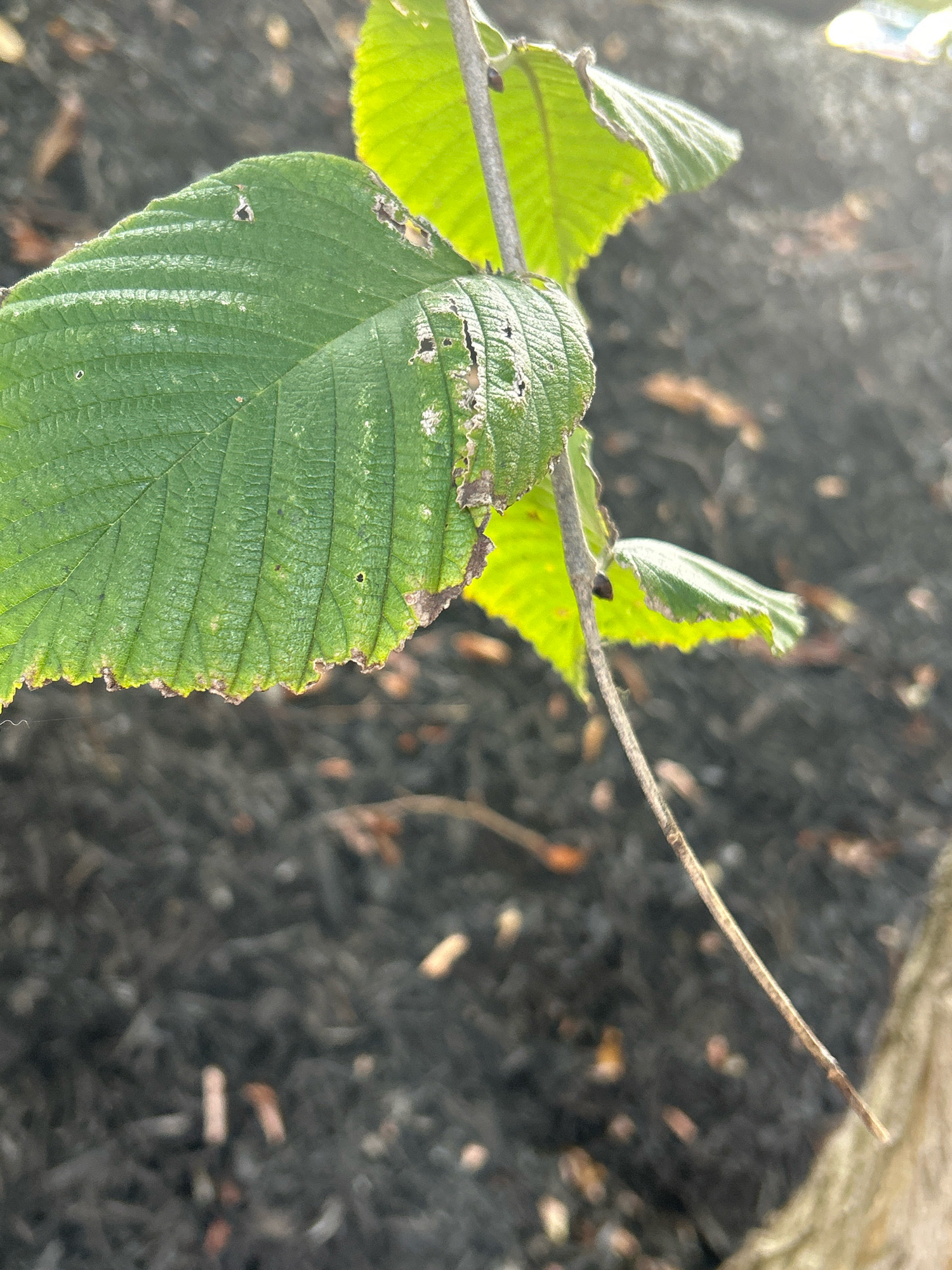 A close-up, slightly angled shot captures two vibrant green leaves with damaged edges against a blurred background of dark, dry groundcover. The leaves are detailed, showing visible veins and small holes, suggesting they may be affected by pests or disease. One large leaf dominates the left side of the frame, its serrated edge clearly visible. A thin, dry stem extends diagonally from the upper right to the lower right of the image, connecting the leaves to an unseen part of the plant. The background consists of a dark, uneven surface, possibly ash or dry mulch, with scattered lighter-colored debris. The lighting suggests an outdoor setting, possibly in a wooded or garden area, with sunlight illuminating the leaves from the top right, creating a soft glow and highlighting their texture. No people or specific landmarks of Robinson Township are visible in this image.
