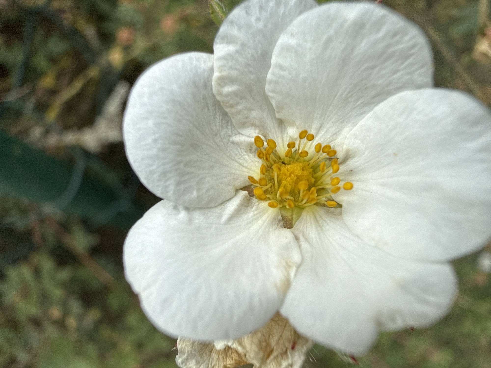A close-up, slightly overexposed photograph shows a white flower with a bright yellow center. The flower has five rounded petals, each with delicate vein-like markings. The stamens in the center are numerous and bright yellow. One of the petals on the left side of the flower shows some browning and wilting. The background is a blur of green foliage and a dark green vertical object that may be a stake or post, suggesting an outdoor setting. The image is taken from a high angle, looking down into the flower. There are no people or animals visible in the image. The location is identified as Angenrod, Germany.