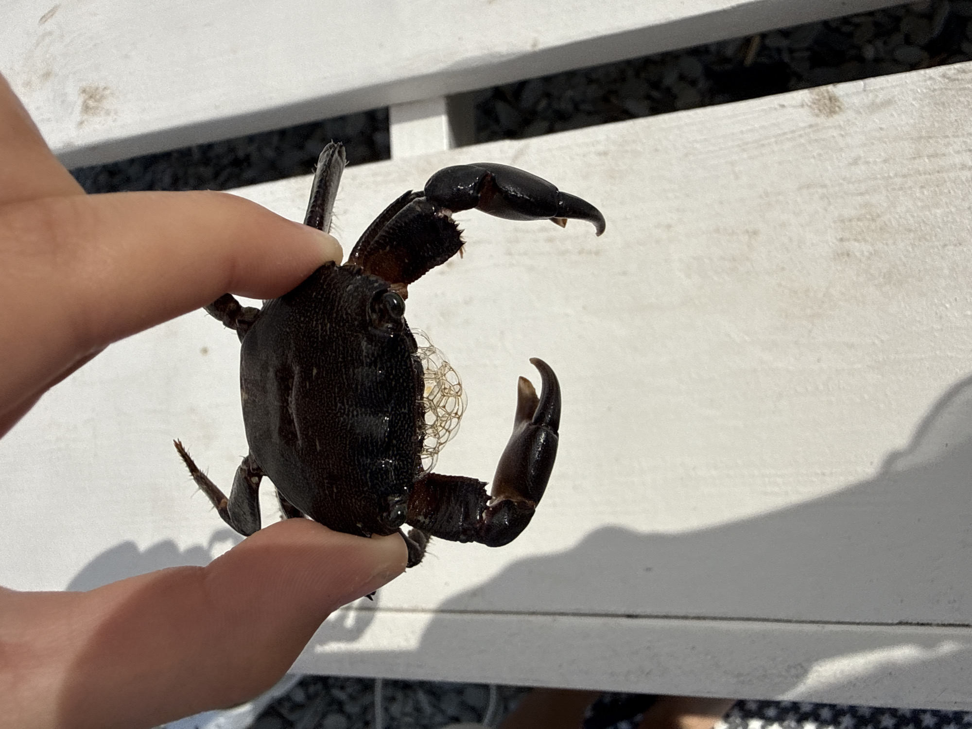 A human hand holds a dark-colored crab against a blurred background of a white painted wooden surface. The crab has prominent claws and legs. There are some bubbles on the carapace of the crab. The location of the image is Unknown, Unknown.