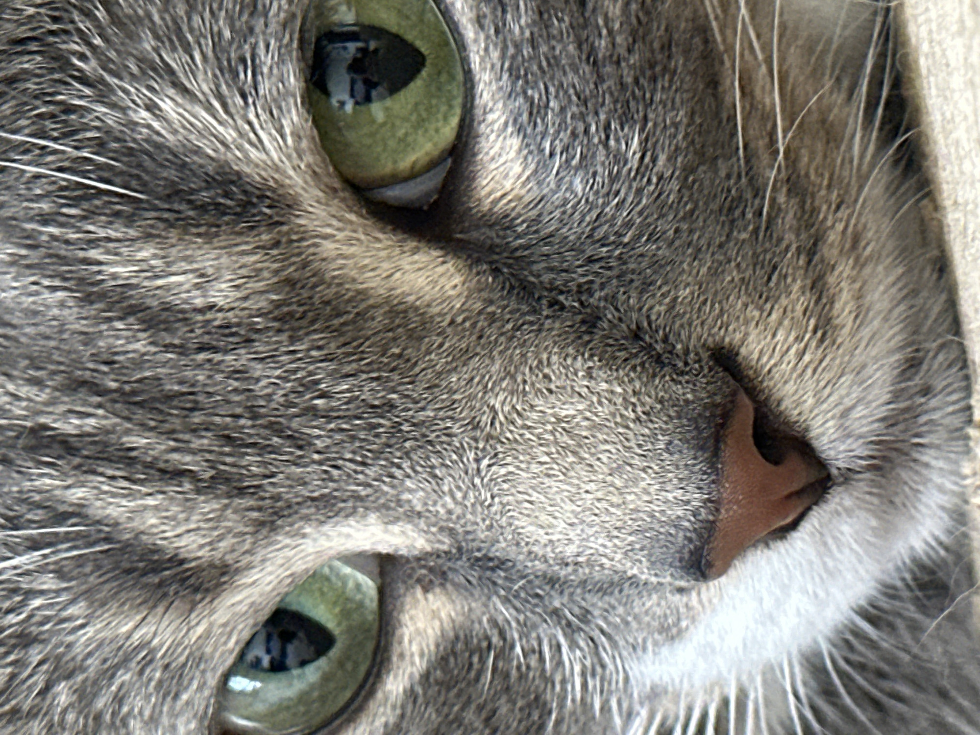 A close-up, full-frame, eye-level shot shows the face of a tabby cat. The cat's fur is a mix of gray and black stripes. The cat's eyes are wide open and are a vibrant green color. The pupils are dilated, taking up most of the eye. The cat's nose is a dark pink color, and its whiskers are long and white. The background is blurred and appears to be a light-colored surface. There are no other subjects or objects visible in the frame. The image is well-lit and sharp, capturing the intricate details of the cat's fur and facial features.