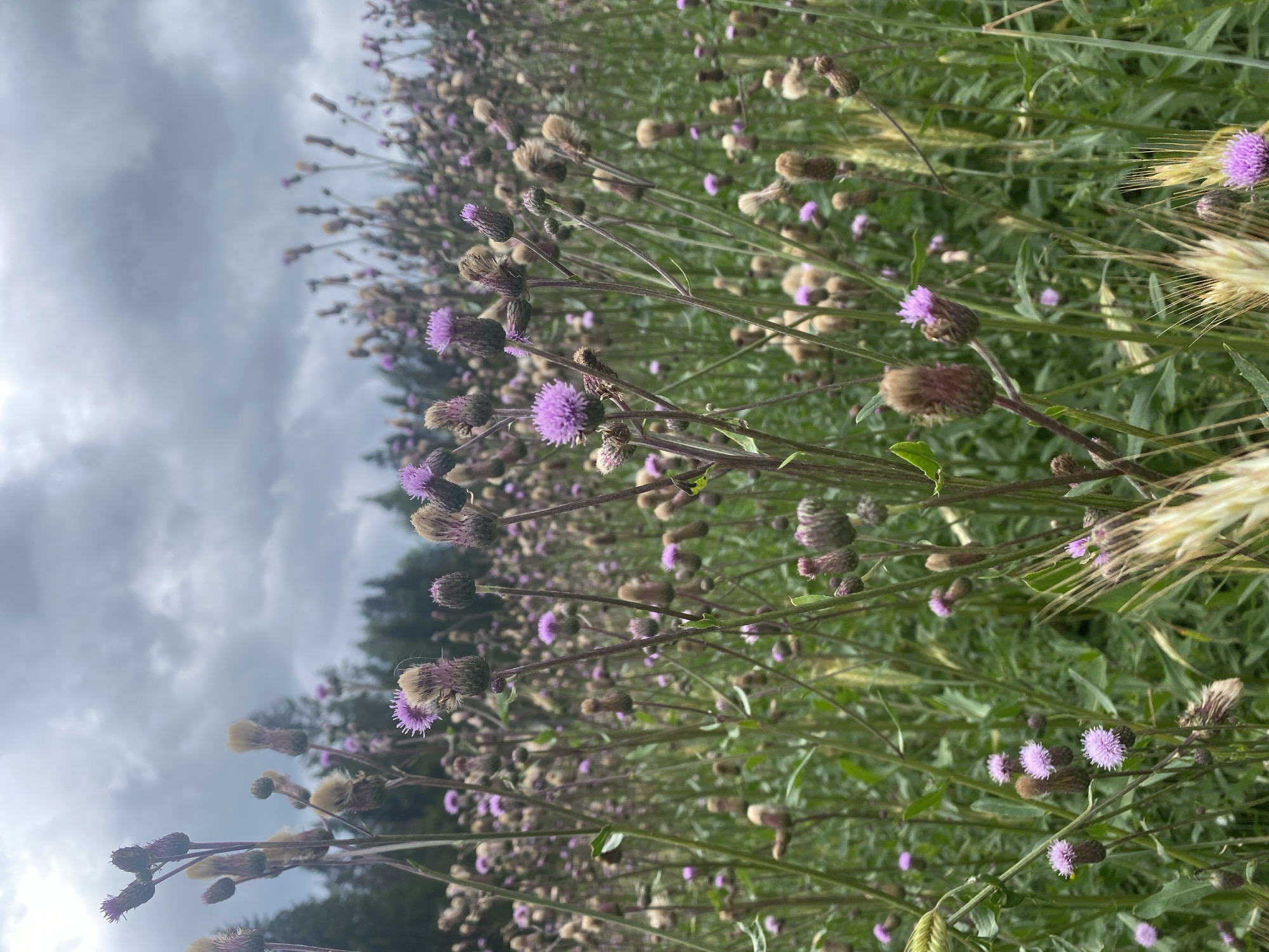 The image depicts a close-up view of a field of wild thistles with purple flowers and seed heads under a cloudy sky. The thistles are the primary subjects, with many of them in various stages of bloom and seed formation, interspersed with green foliage and some dried grasses. The background shows a blurred line of trees, suggesting a natural or semi-rural environment. The foreground features wheat stalks, some in focus and some blurred, adding texture to the scene. The overall atmosphere is overcast and somewhat muted, due to the cloudy sky. There are no people or animals visible in the image, and no visible actions or interactions are taking place. The location is identified as Khankanmyaki, Russia, implying this is a natural landscape within that region.